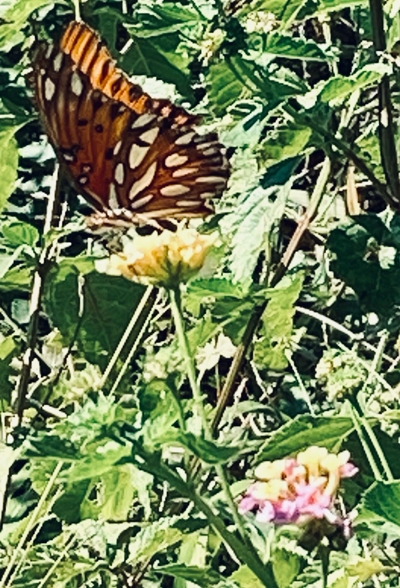 Mariposa