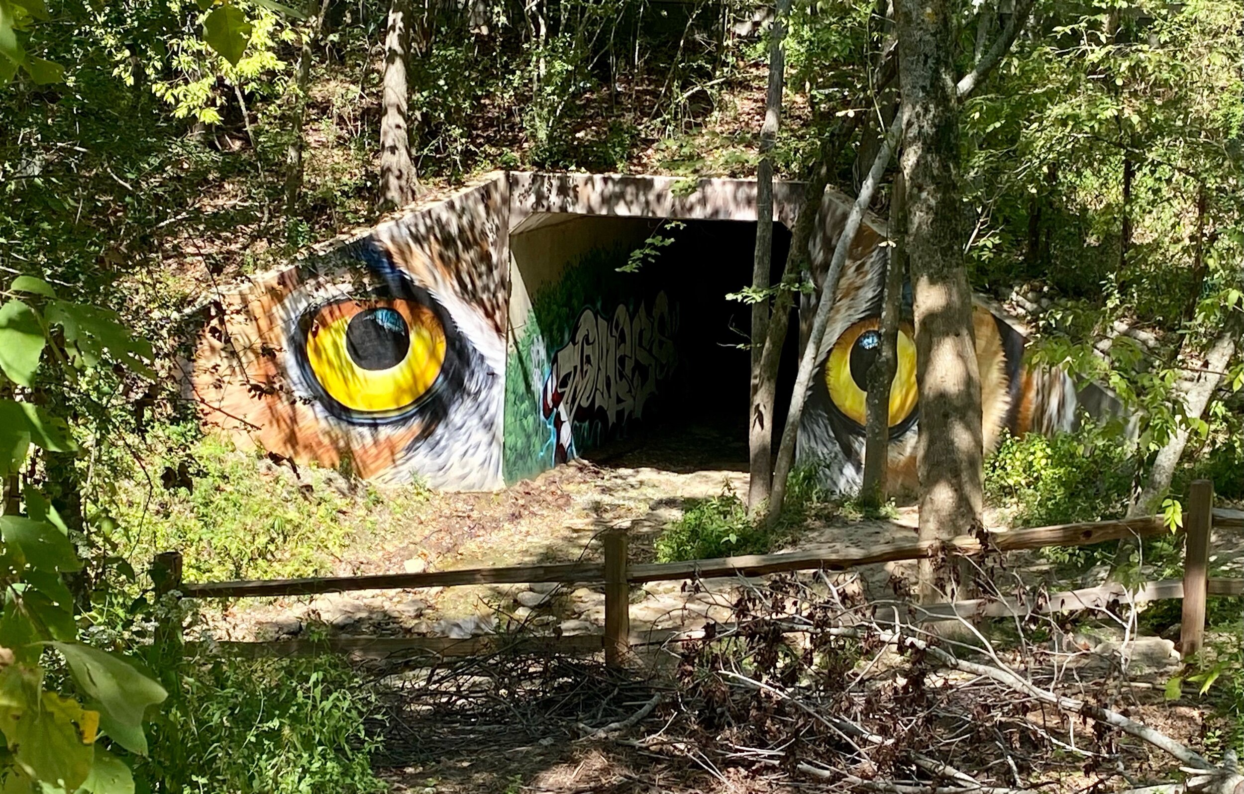 Owl Eyes