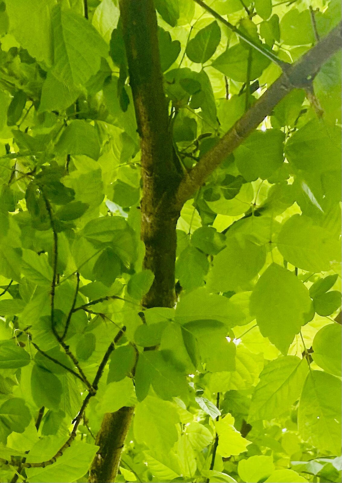 IMG_1143.jpeg