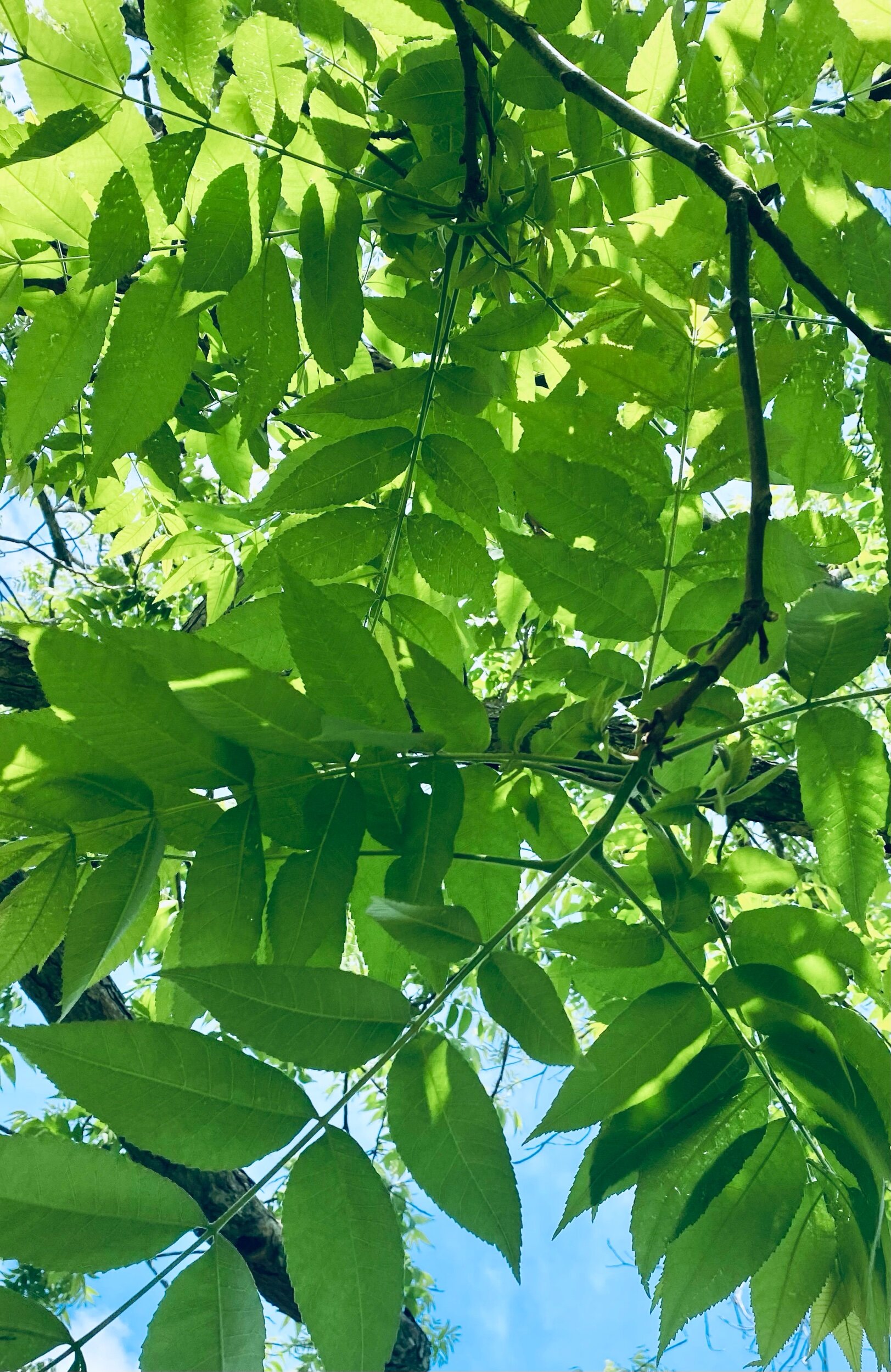 IMG_1111.jpeg