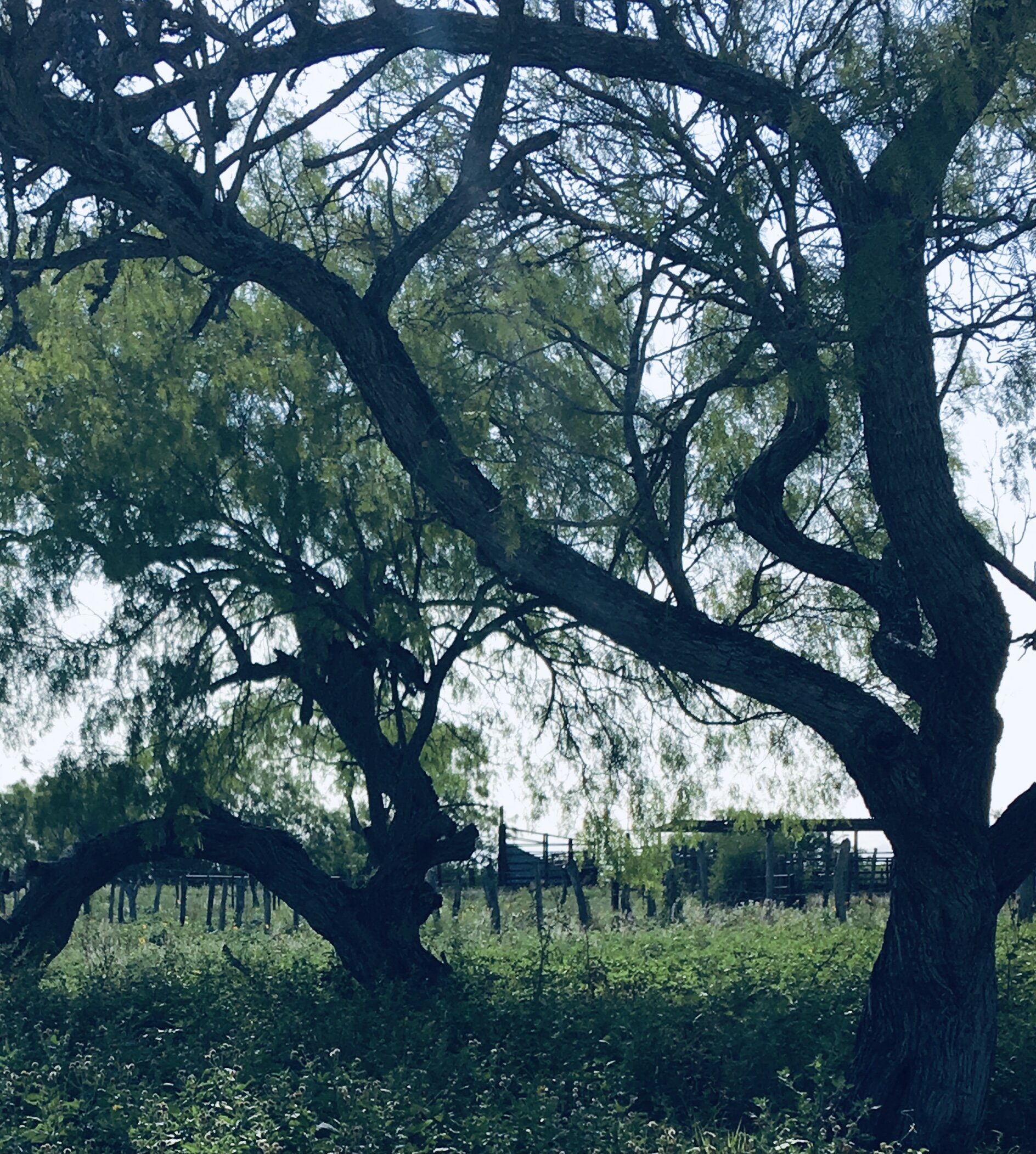 IMG_3182.jpeg