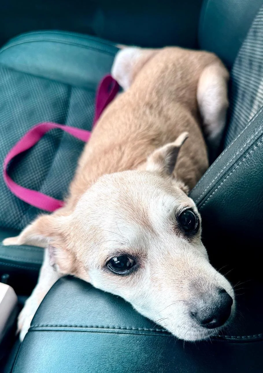 My little dog, too