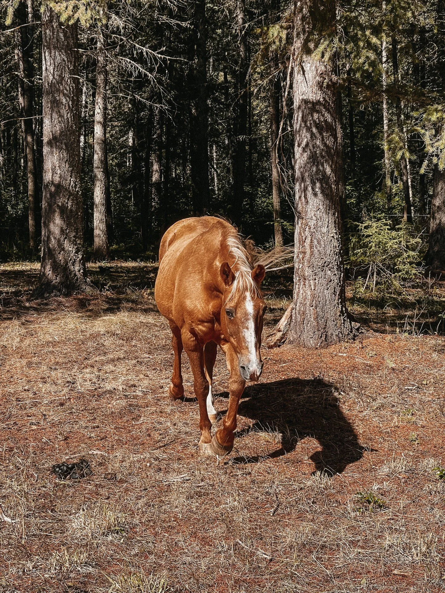 I don&rsquo;t even have words for how hard this past week has been. Devastated doesn&rsquo;t even come close to how my heart feels. We made the difficult decision to lay &ldquo;Grandma&rdquo; Phaja to rest. And I hate it. But I loved her&mdash; love 