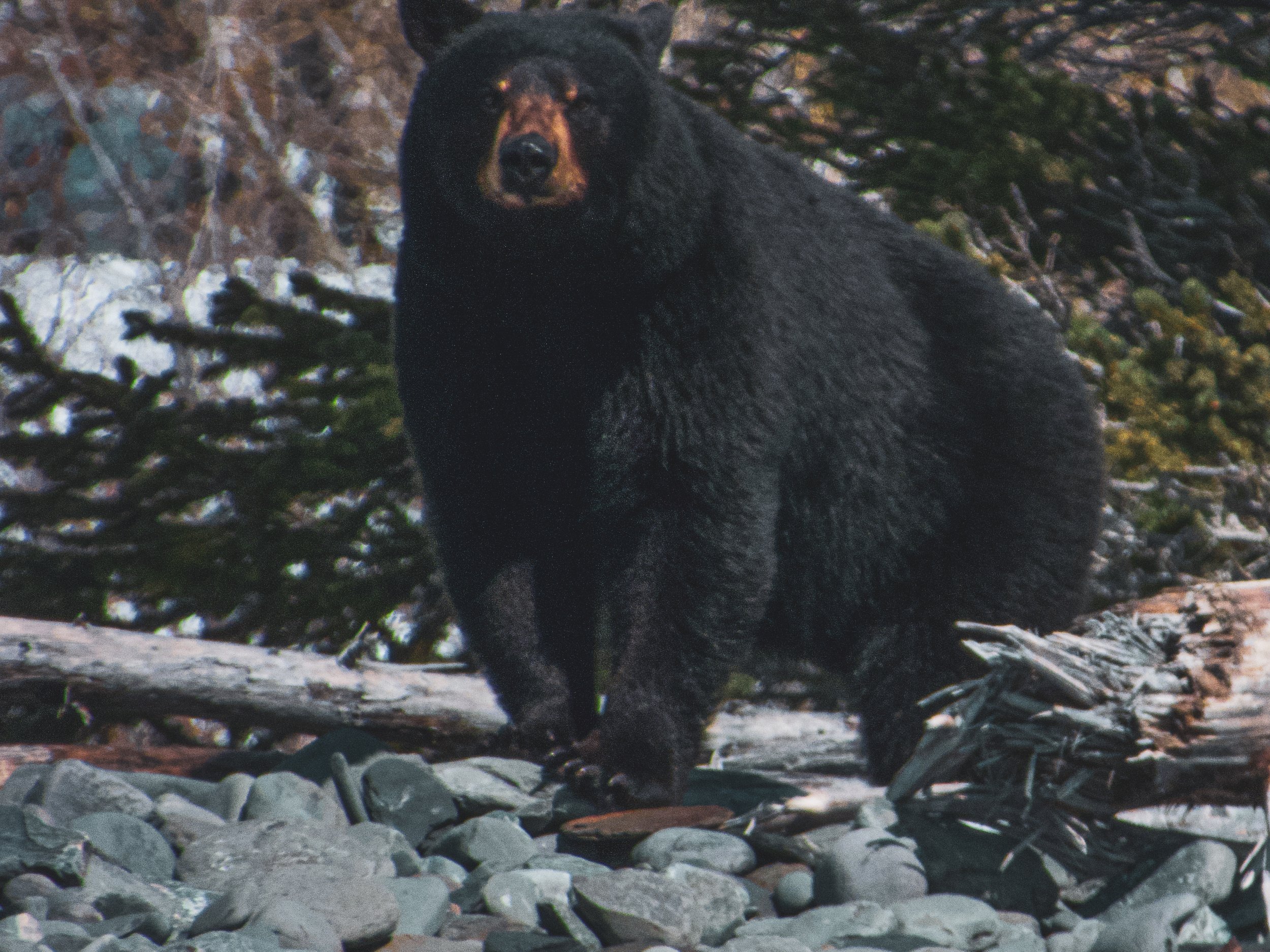 Black Bear: Kenai Fjords National Park
