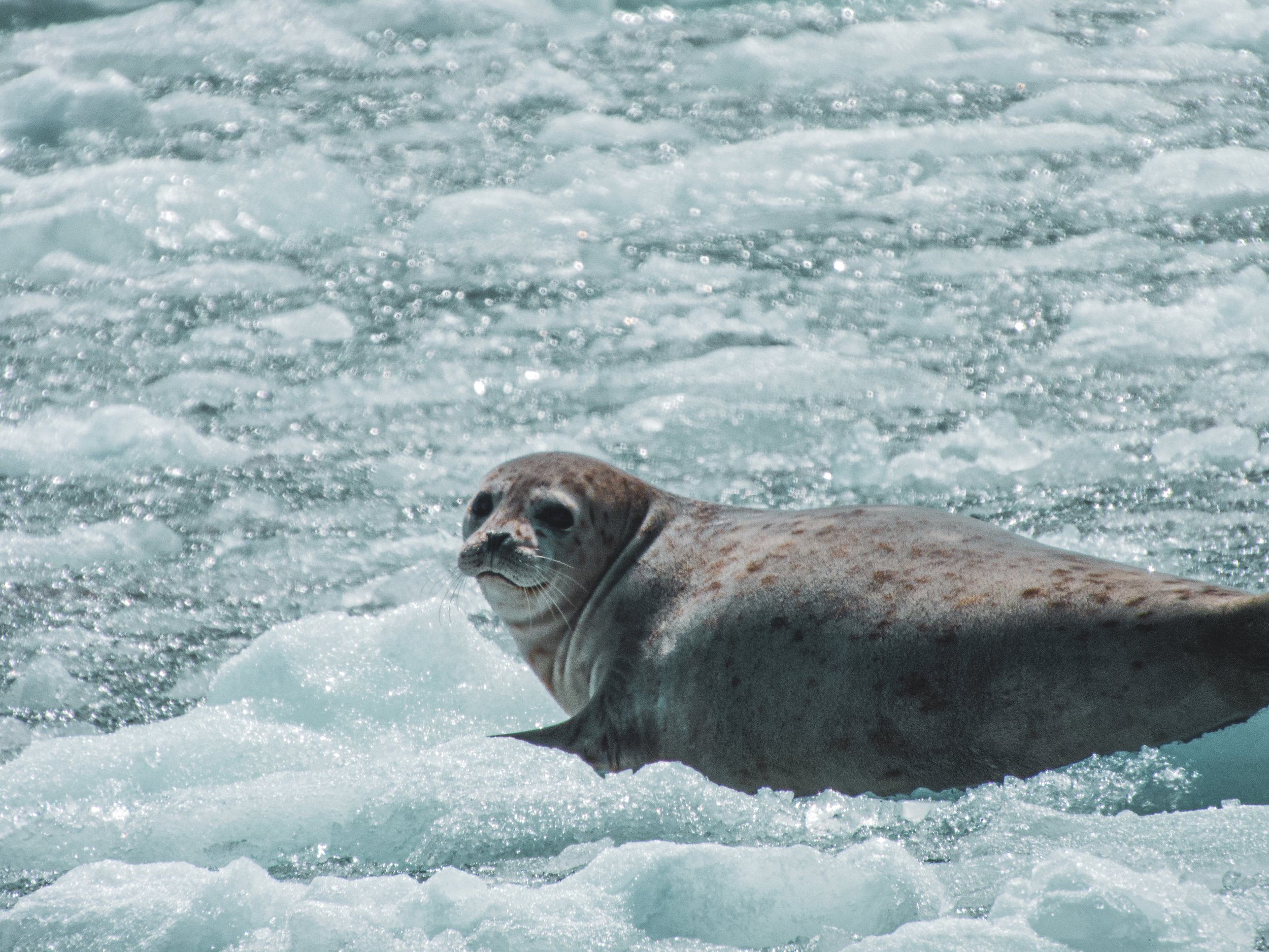 Harbor Seal: Kenai Fjords National Park