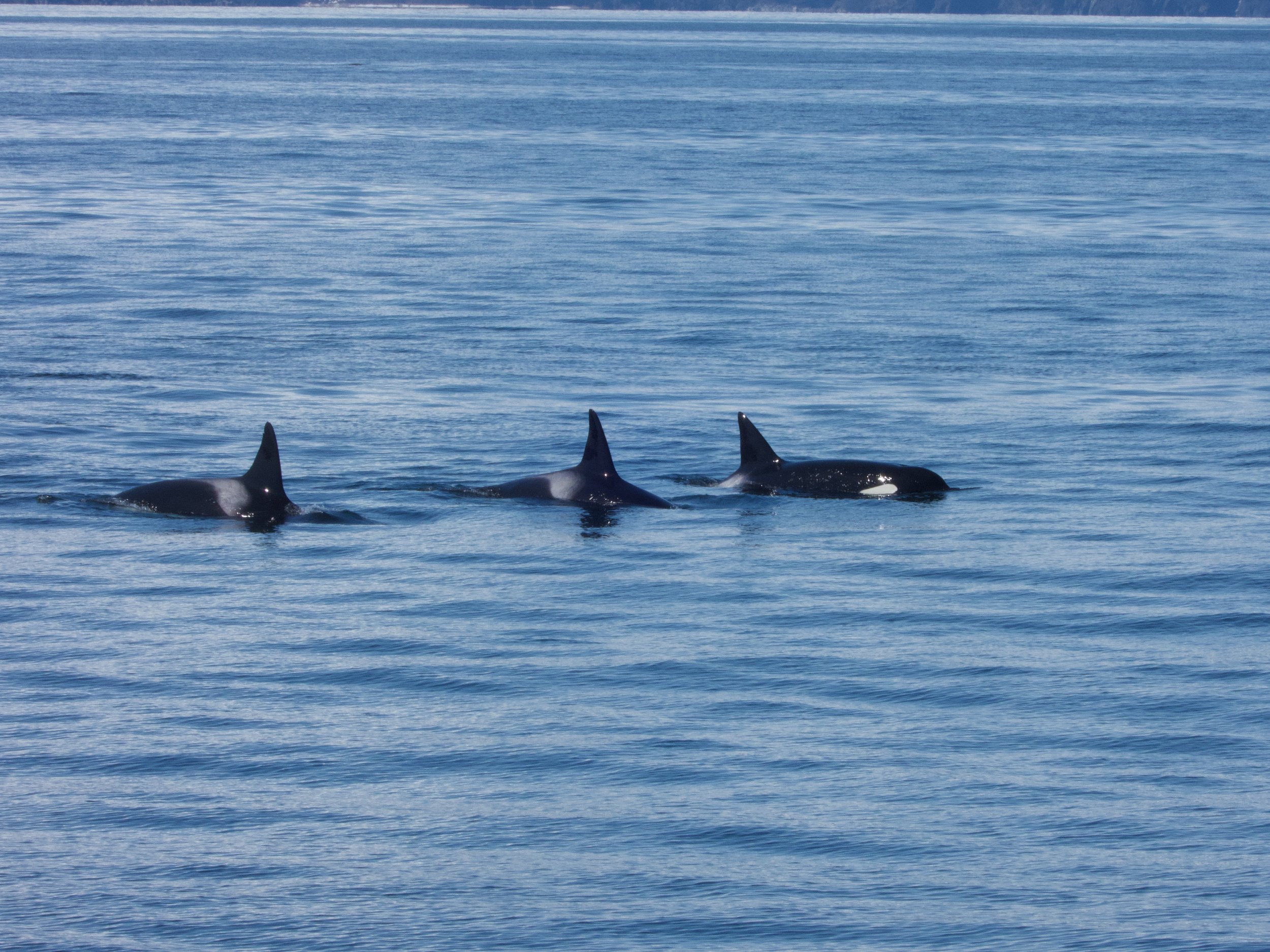 Orca: Kenai Fjords National Park
