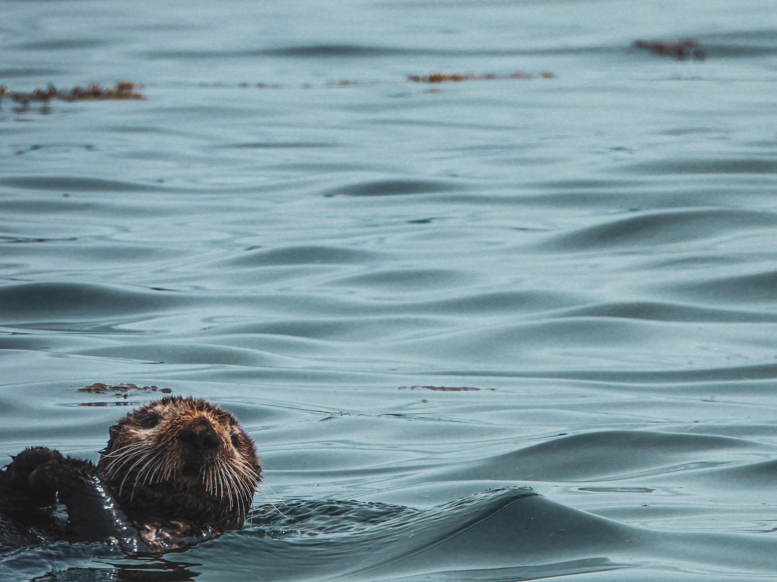 Sea Otter: Kachemak Bay, Alaska