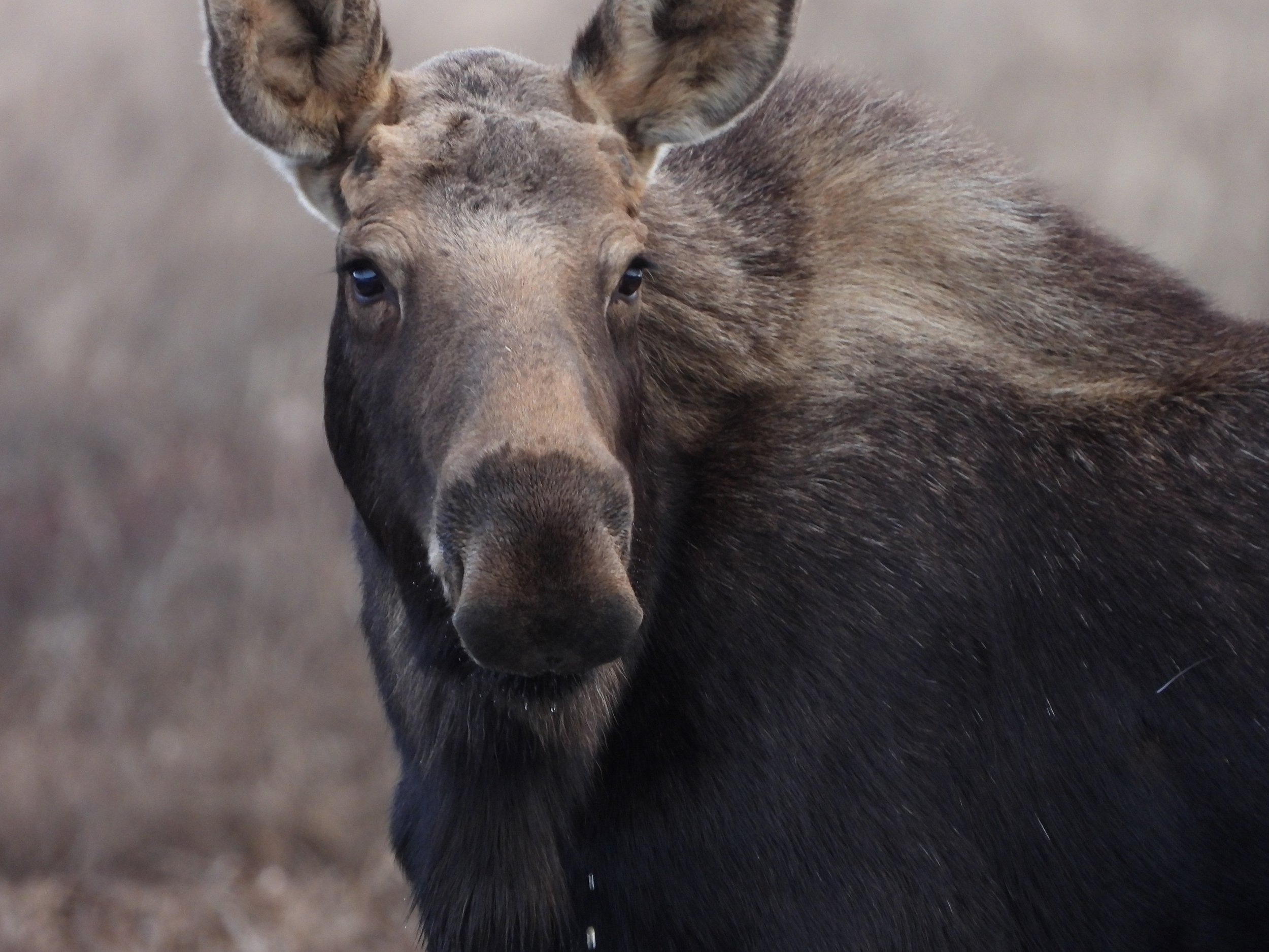 Moose: Homer, Alaska