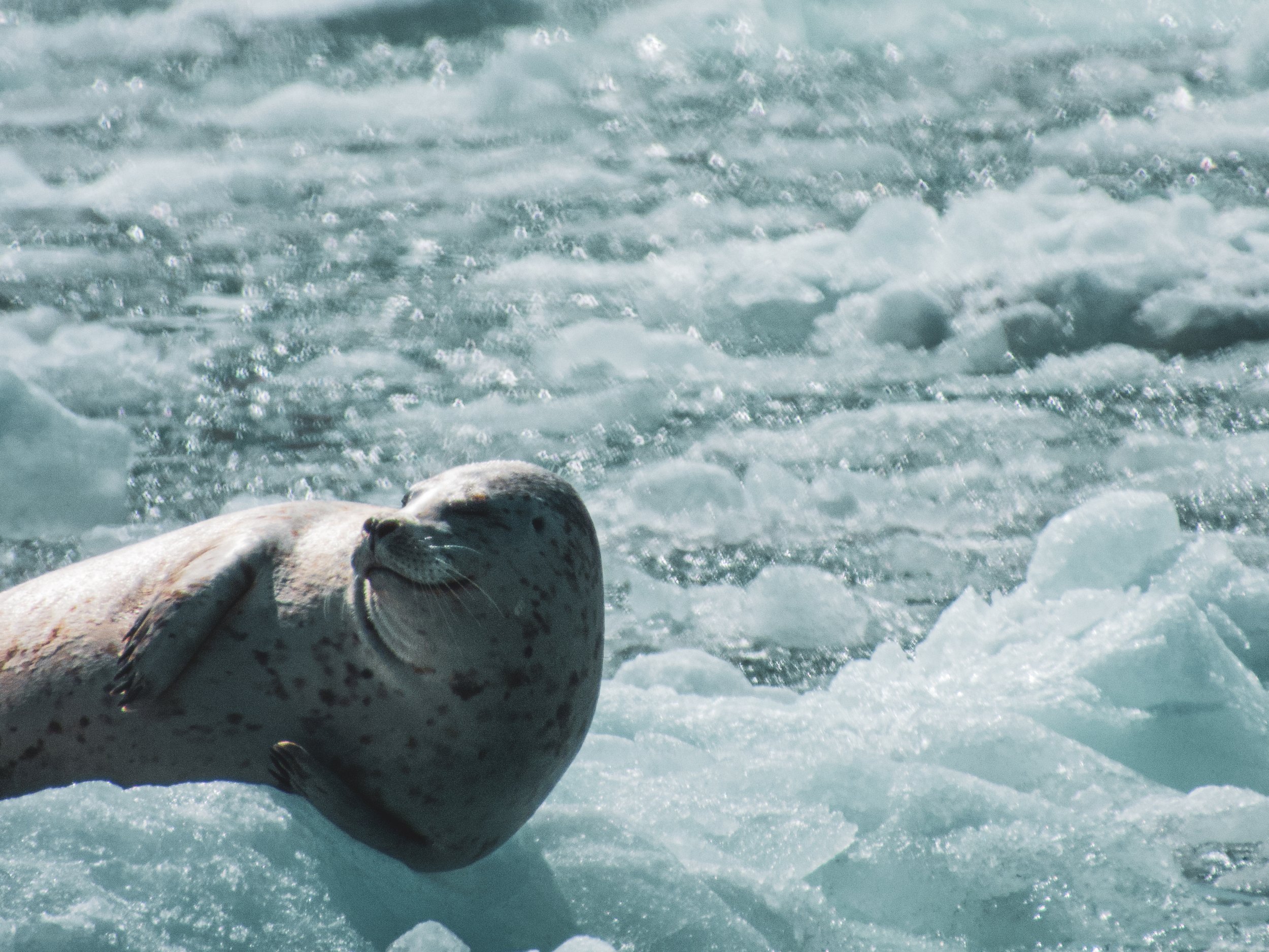 Harbor Seal: Kenai Fjords National Park