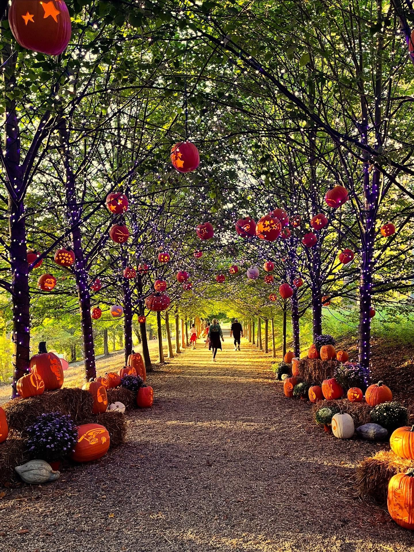 Some people wait all year for Christmas morning. Or the first day of summer. Or Super Bowl Sunday for that matter, you get my point. I wait all year for Naumkeag Pumpkin Show Day. 

We typically go on a Friday evening, but sports commitments made tha