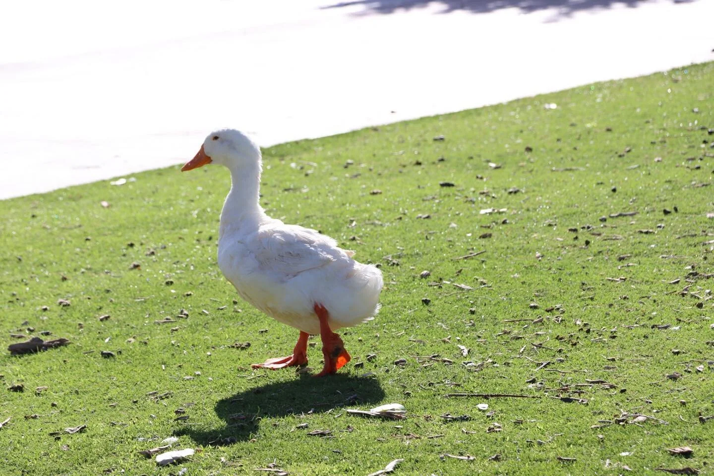 Going about the afternoon. #likethat