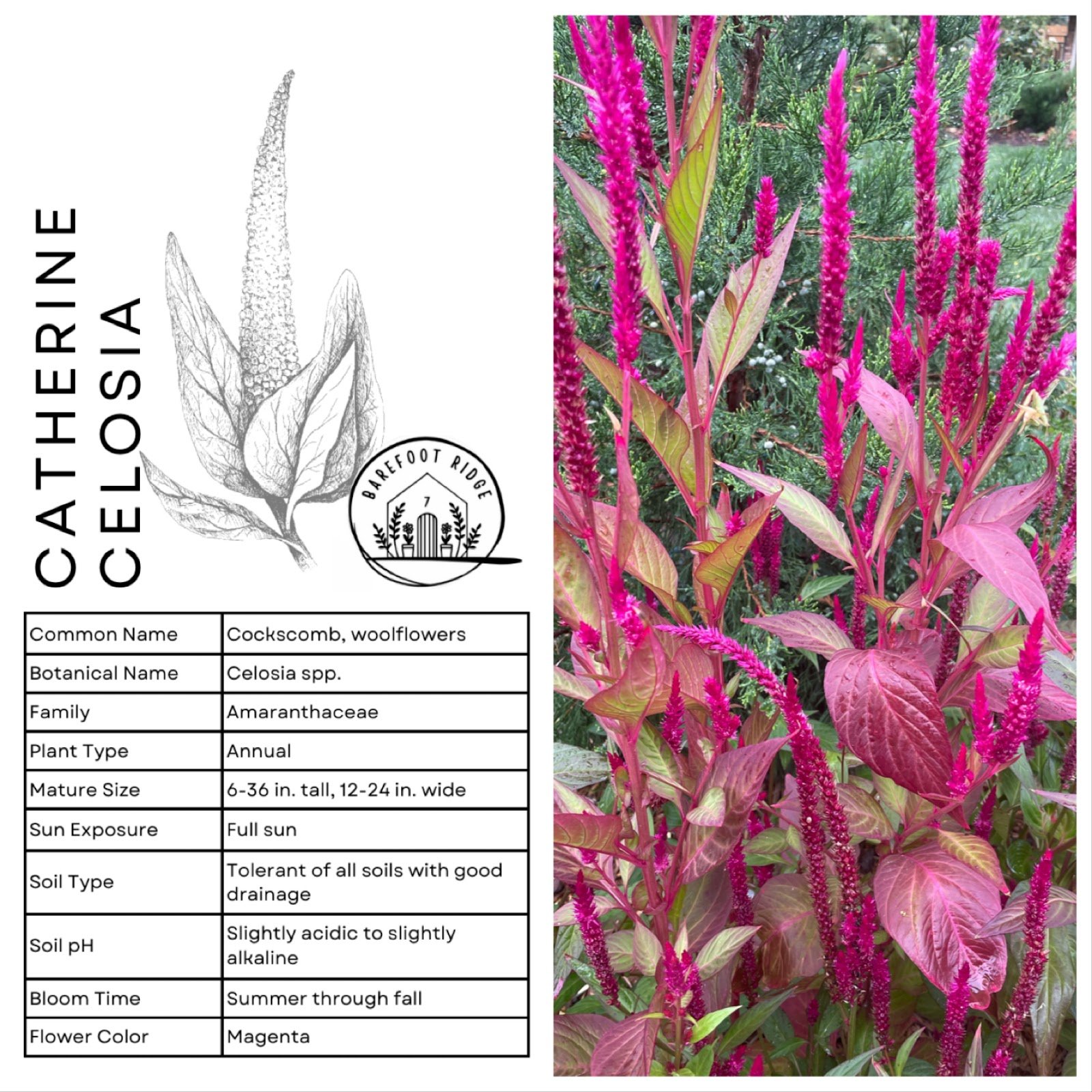 CATHERINE CELOSIA