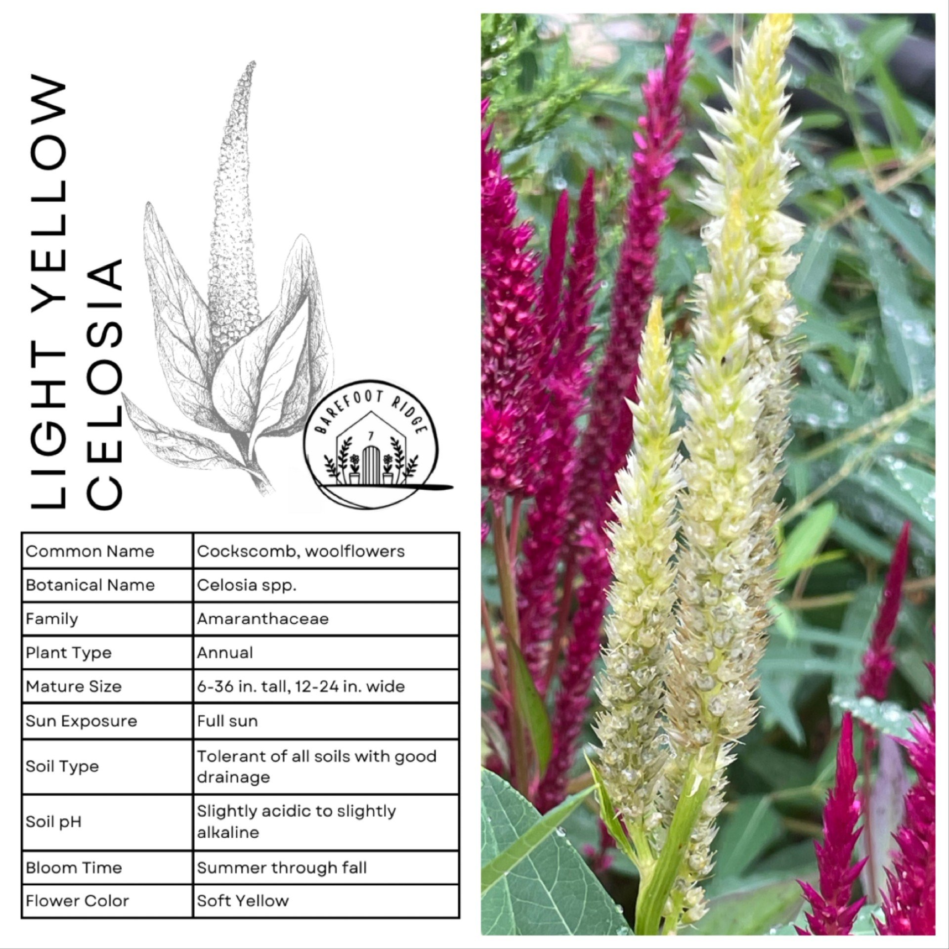 YELLOW CELOSIA