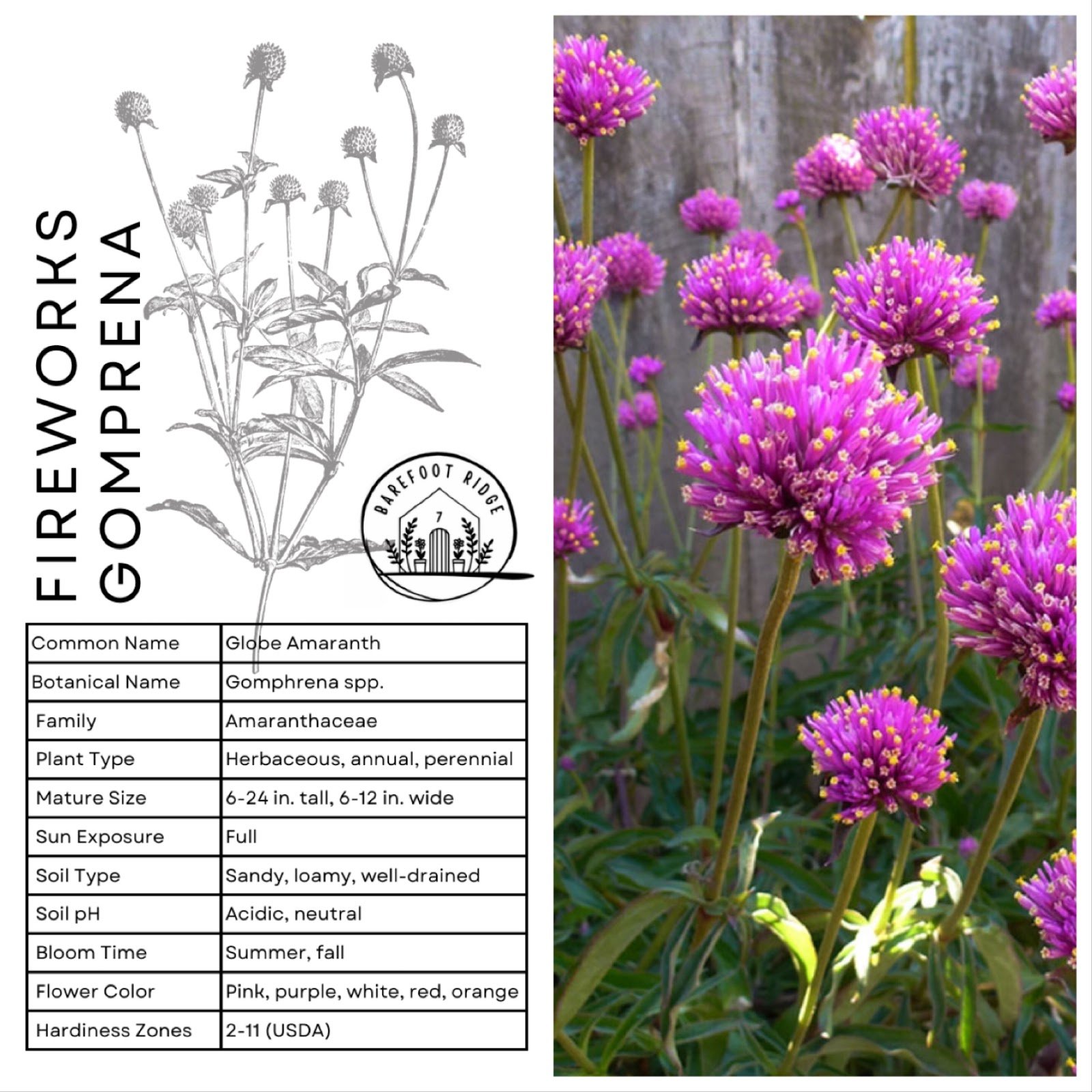 FIREWORKS GOMPHRENA