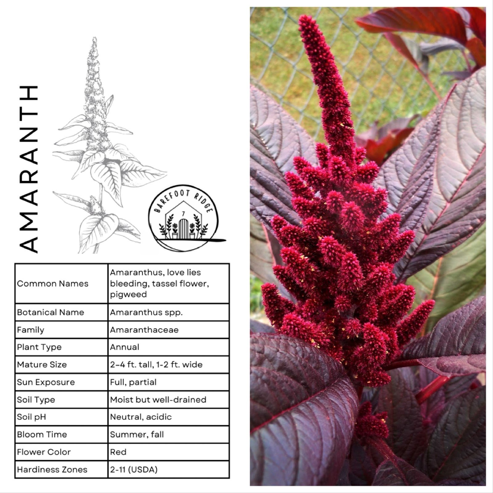 AMARANTH