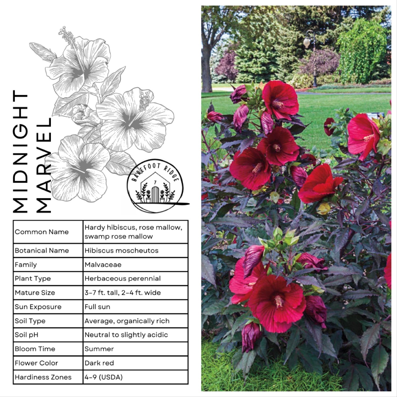 MIDNIGHT MARVEL HIBISCUS