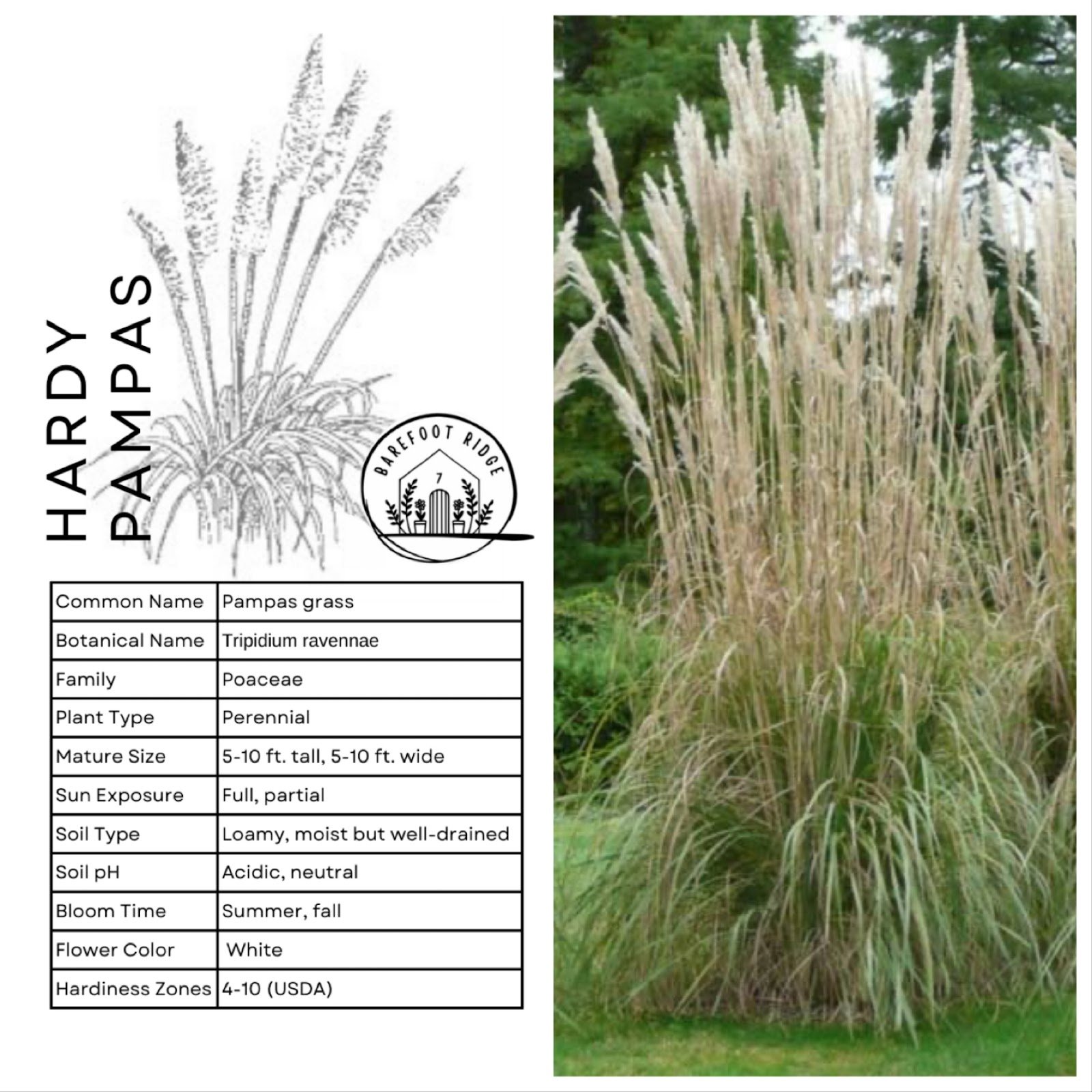 HARDY PAMPAS GRASS