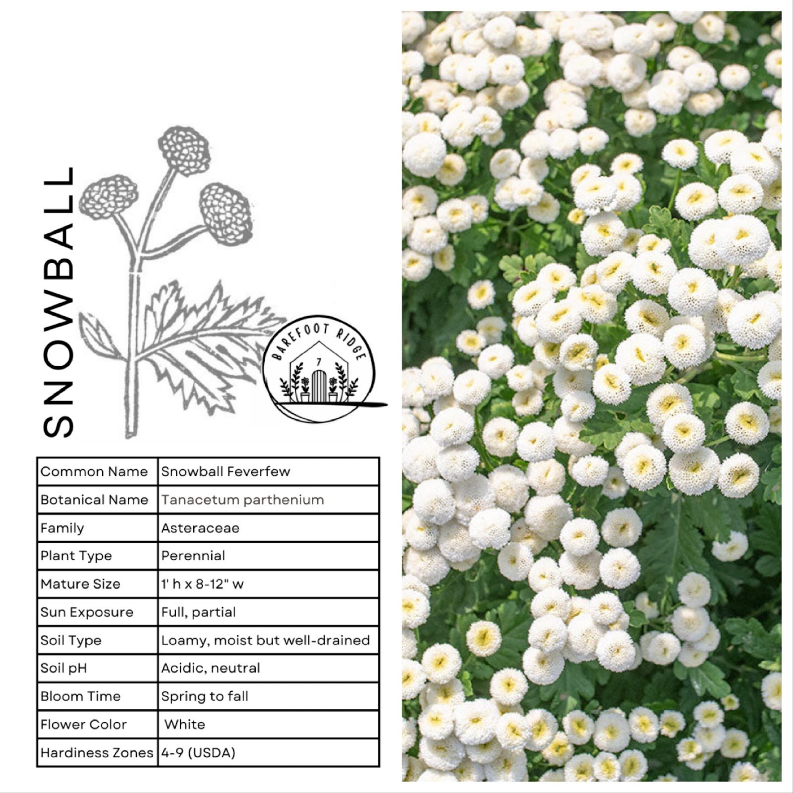 SNOWBALL FEVERFEW