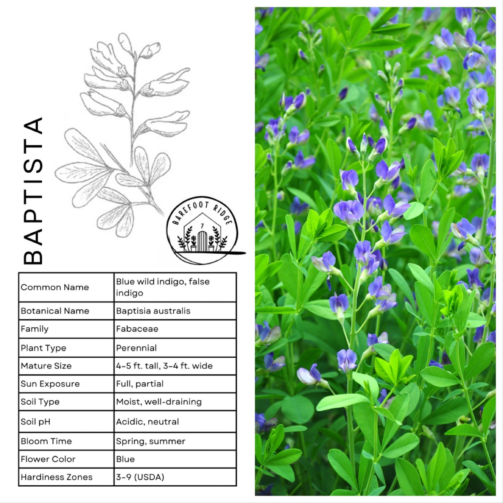 BLUE BAPTISTA