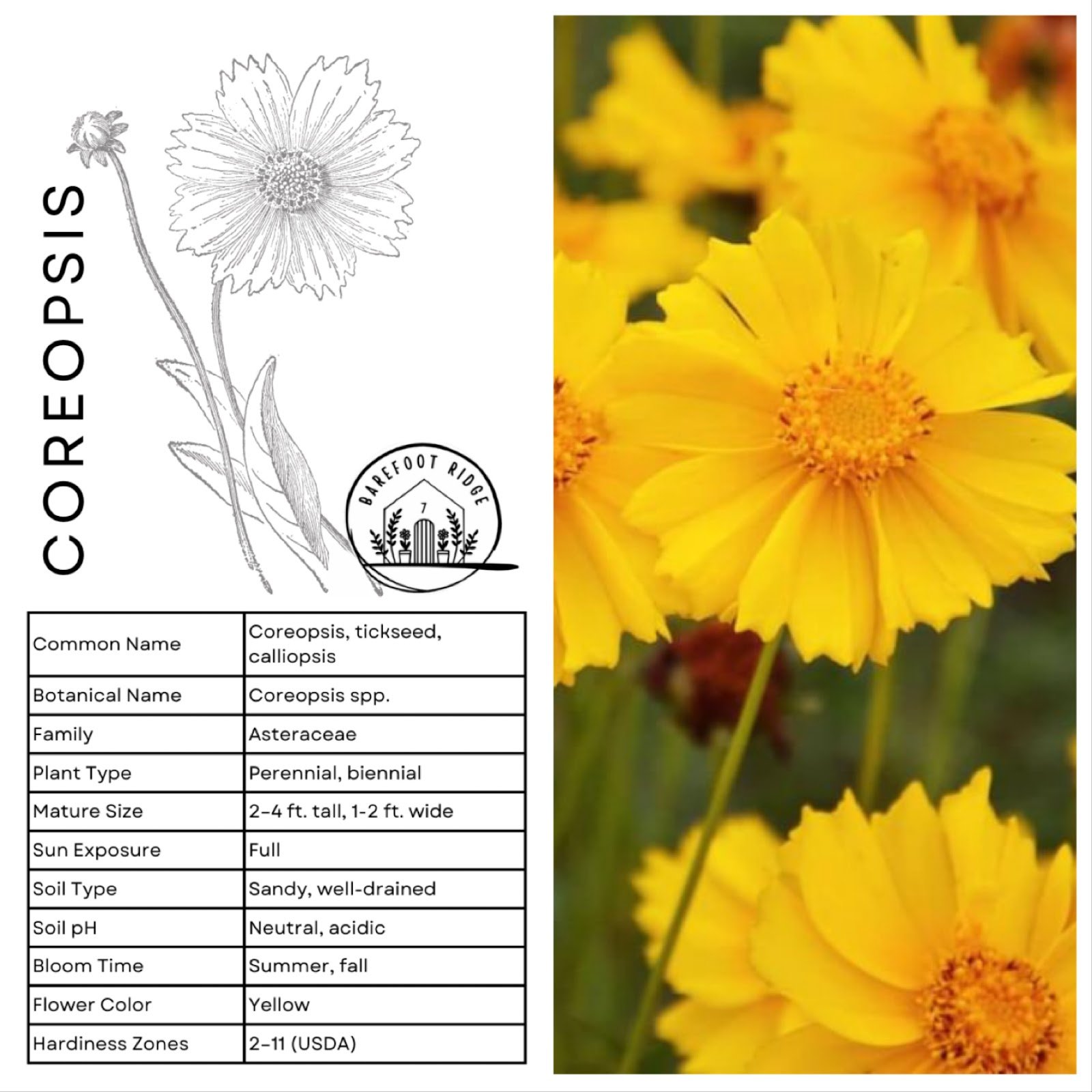 COREOPSIS
