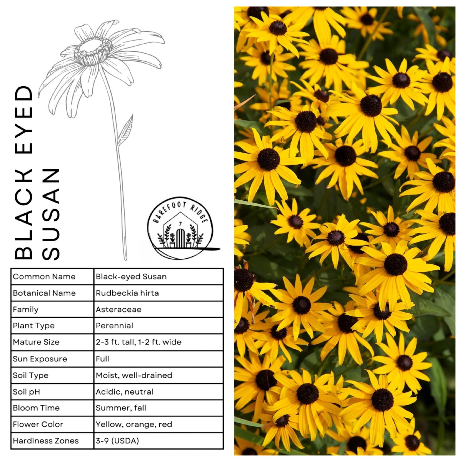 BLACK EYED SUSAN