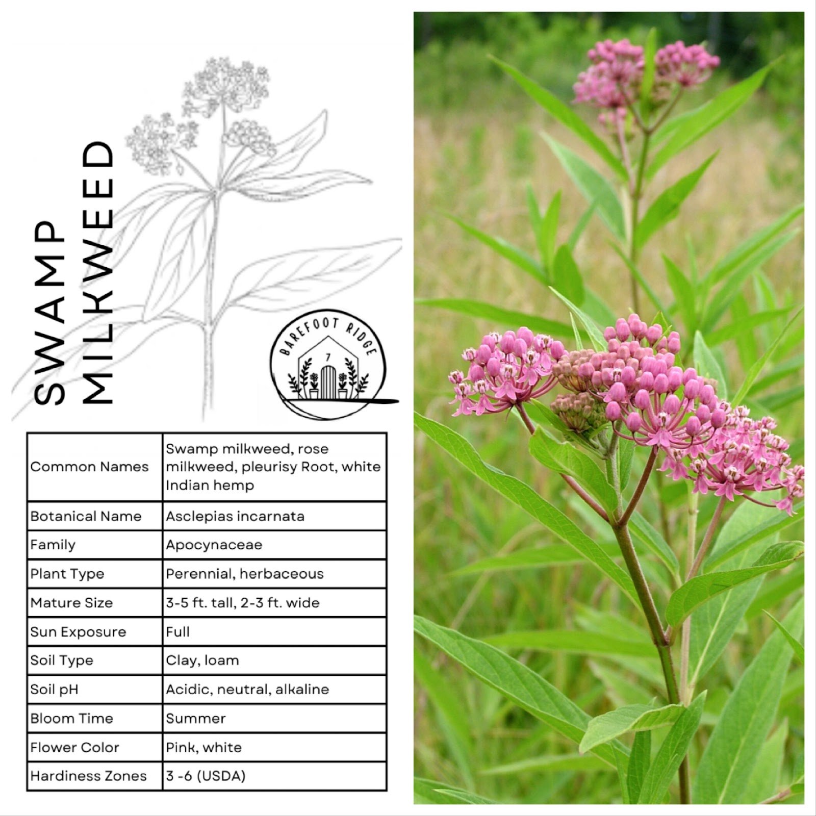 SWAMP MILKWEED