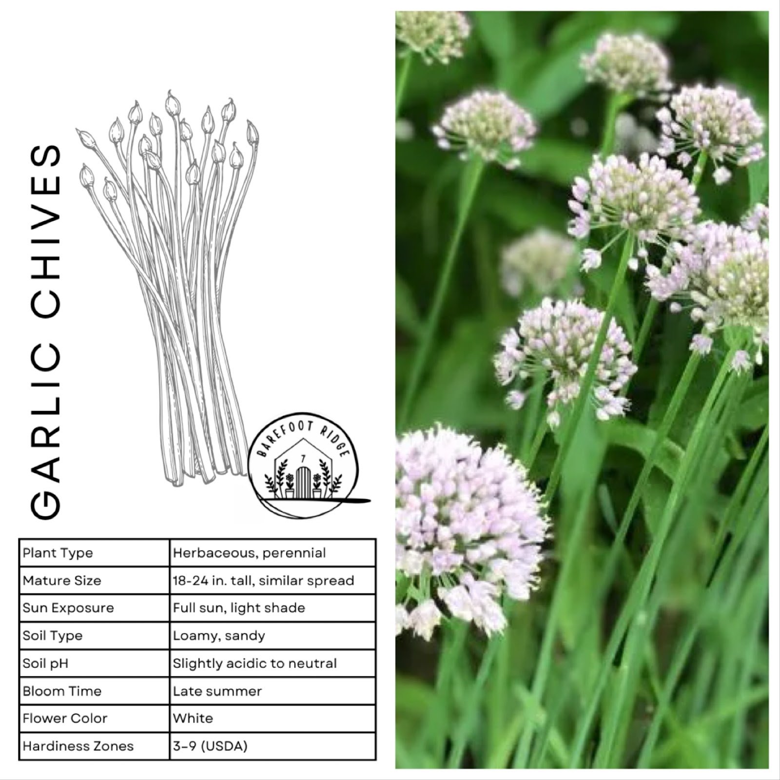 GARLIC CHIVES