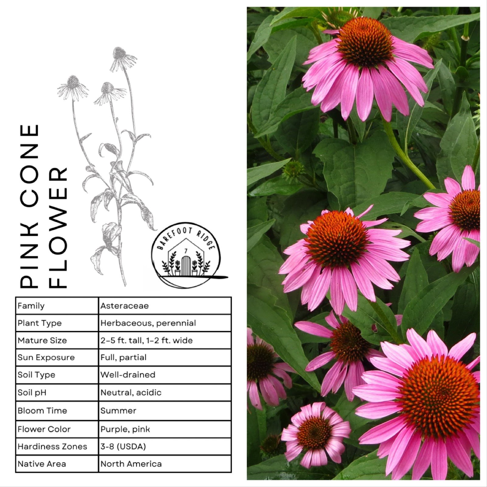 PINK CONEFLOWER