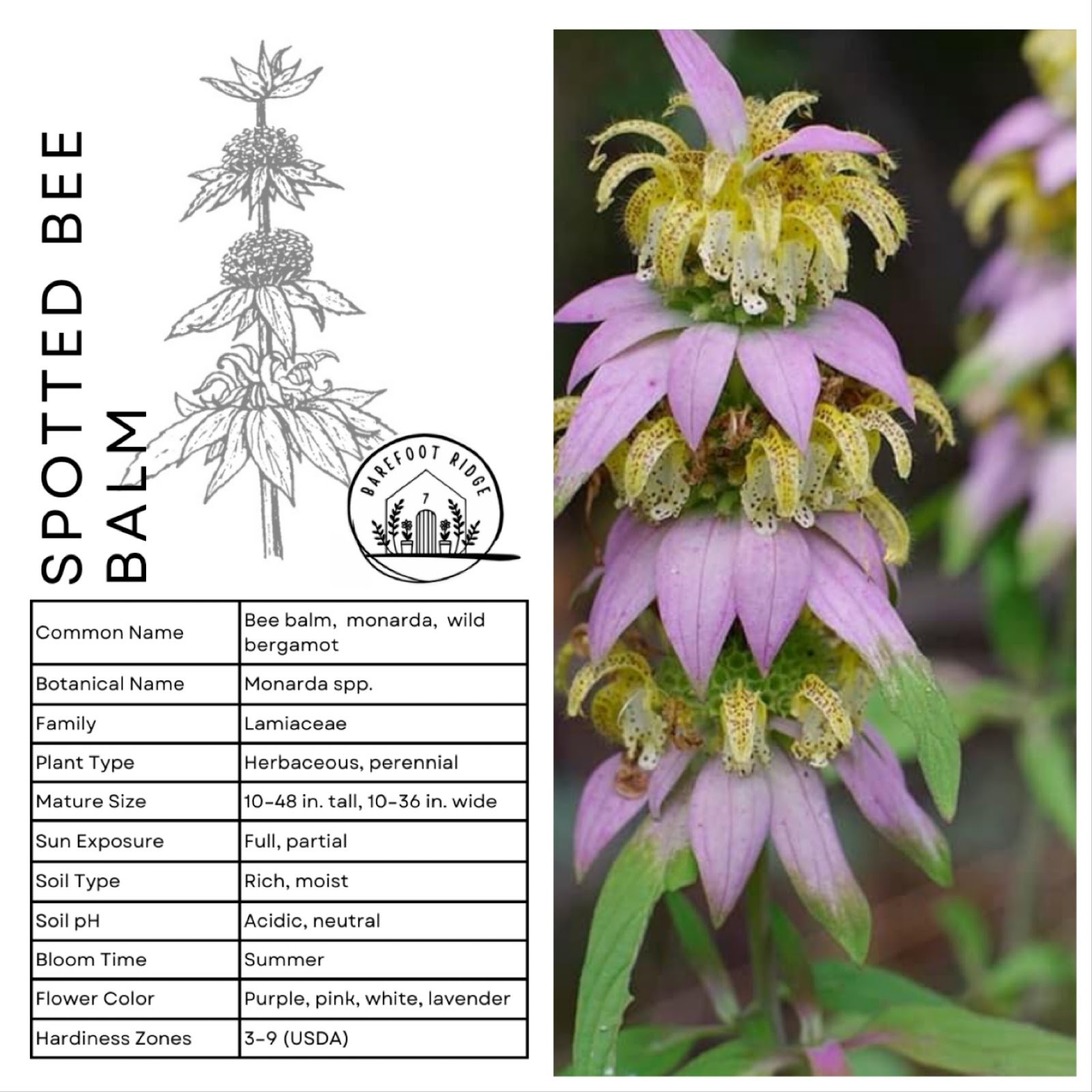 SPOTTED BEE BALM