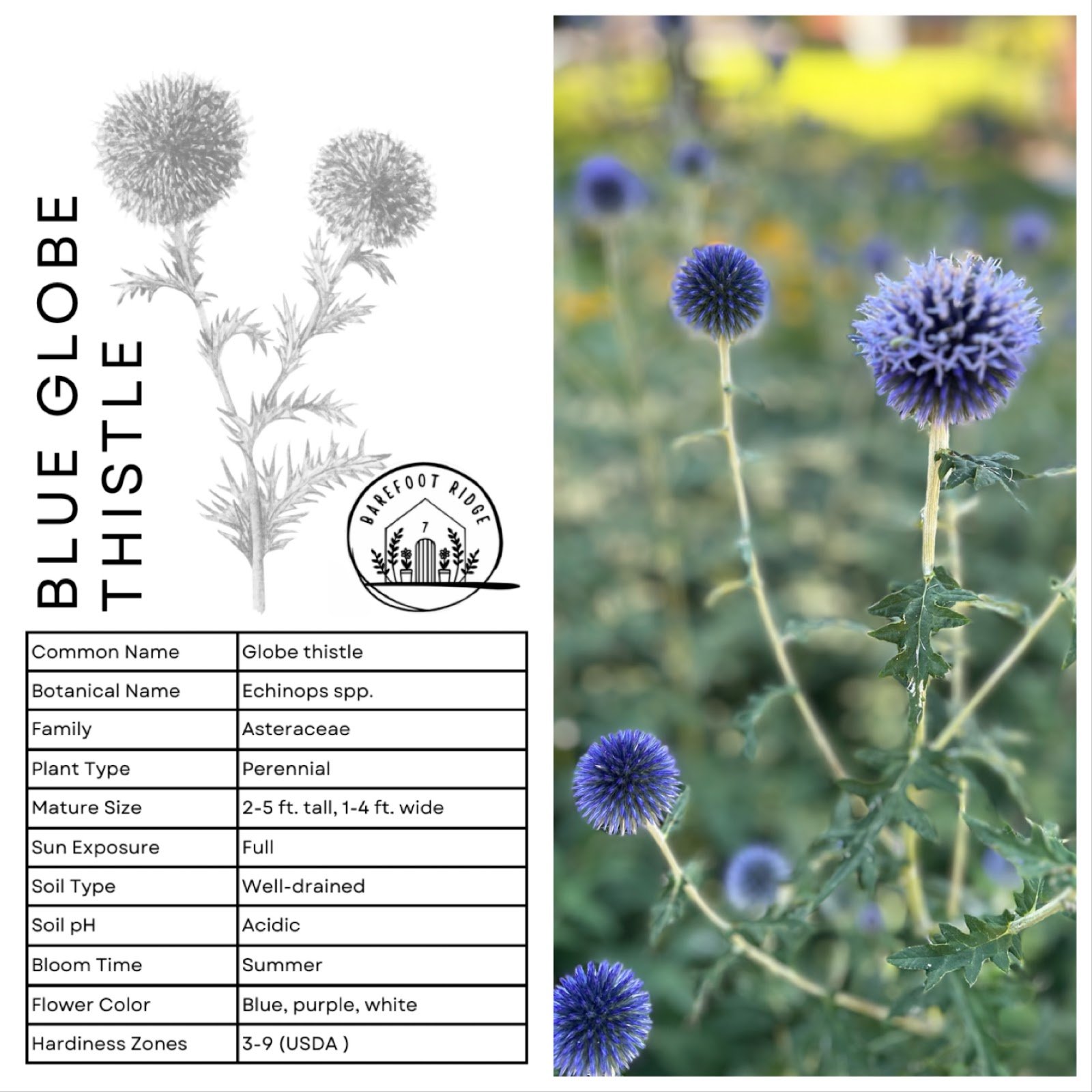 BLUE GLOBE THISTLE