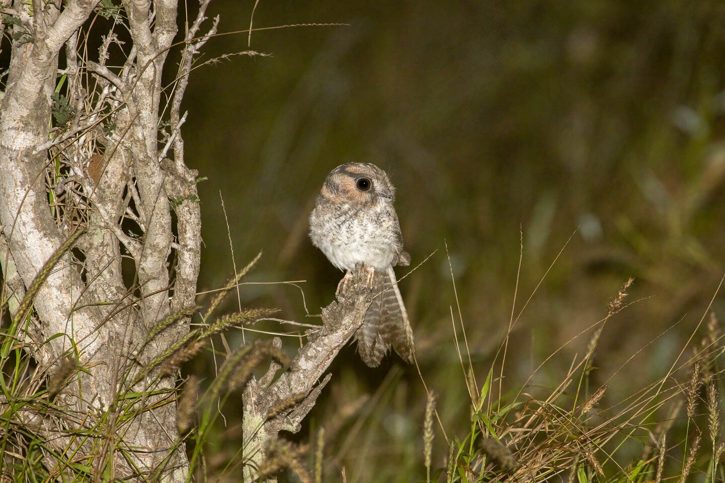 I saw some awesome critters while spotlighting near Moranbah last week, including this adorable Australian Owlet-Nightjar. They're so tiny - they look like tennis balls with tails! 🥰 Swipe to also see:
- Krefft's Glider
- Green Tree Frog in a log
- 