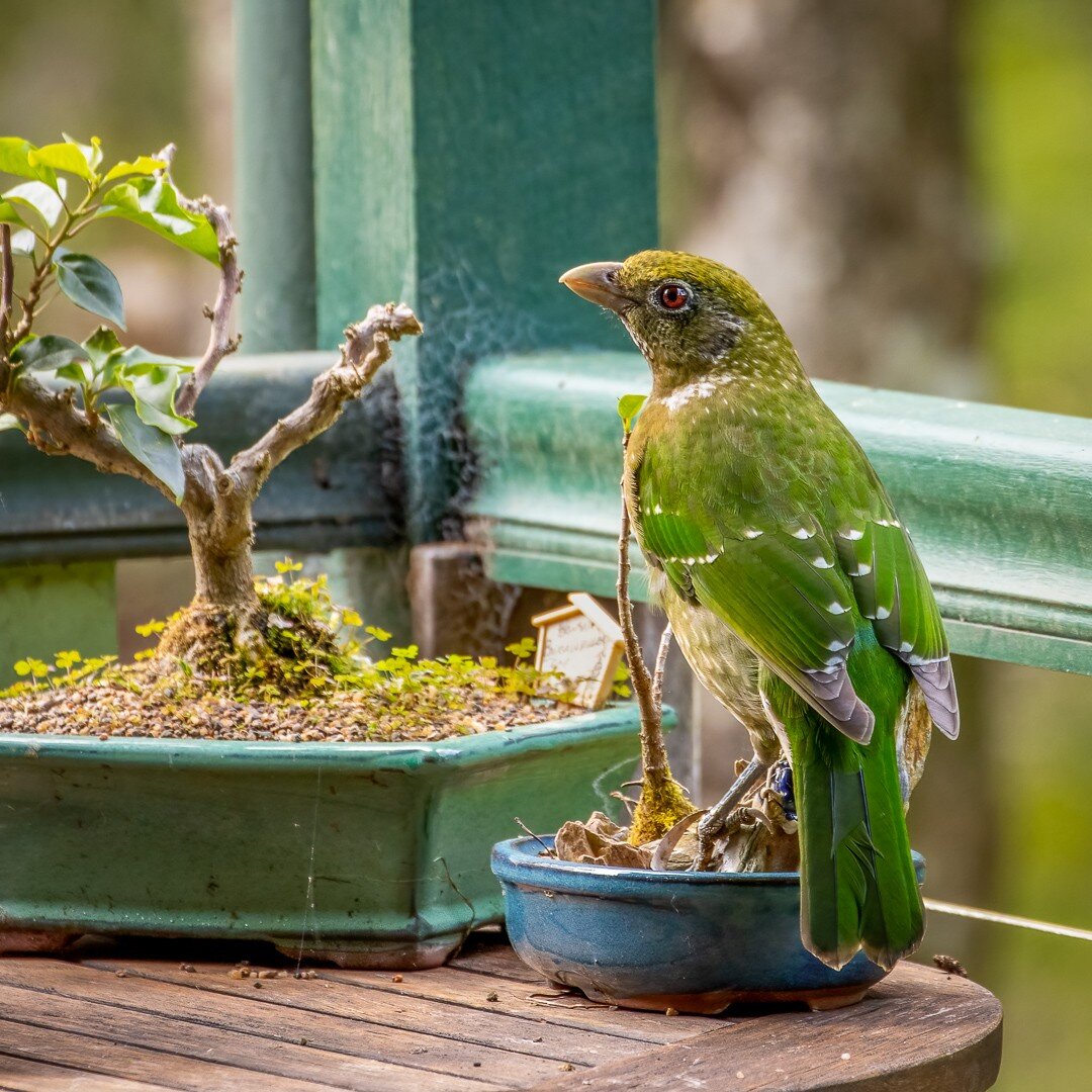 Bonsai bird! 💚

#greencatbird #bonsai #sunshinecoast #sunshinecoasthinterland #queensland #thisisqueensland #australia #ausgeo #abcmyphoto #wildlifequeensland #birdlifeoz #birdsinbackyards #landforwildlife #birdlovers #birdsofaustralia #australianbi