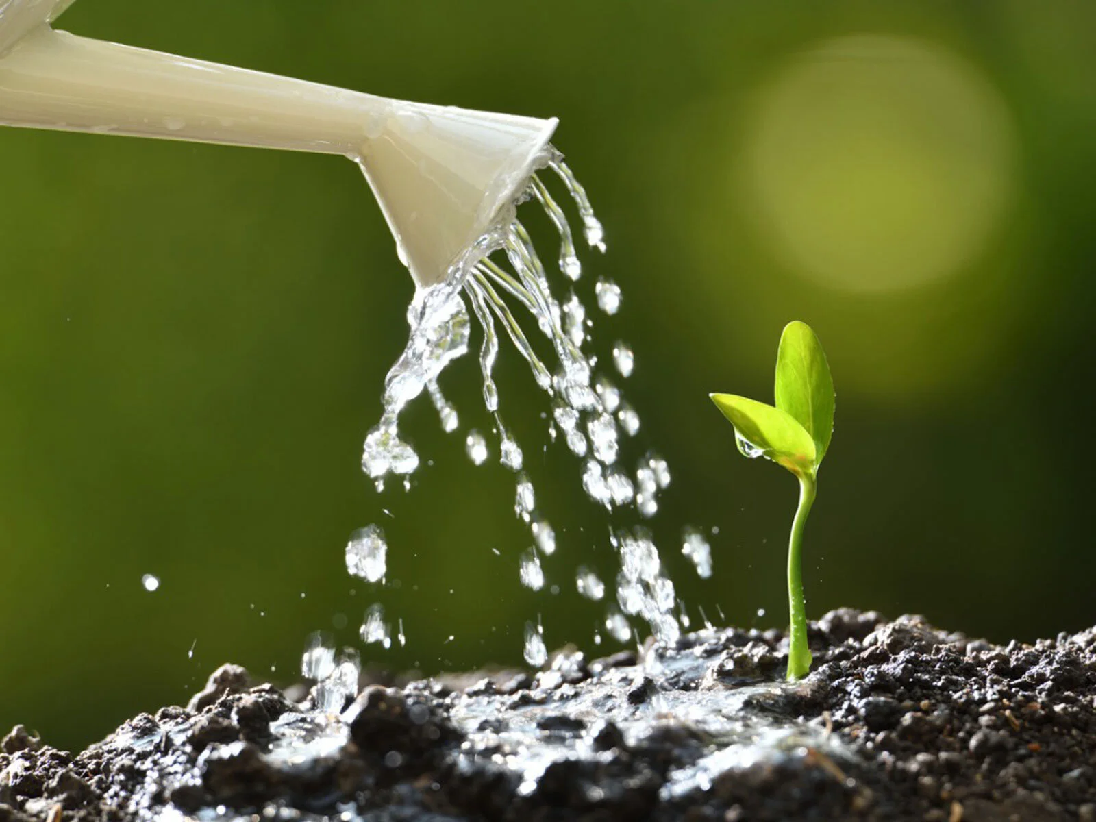 water-plants.jpg
