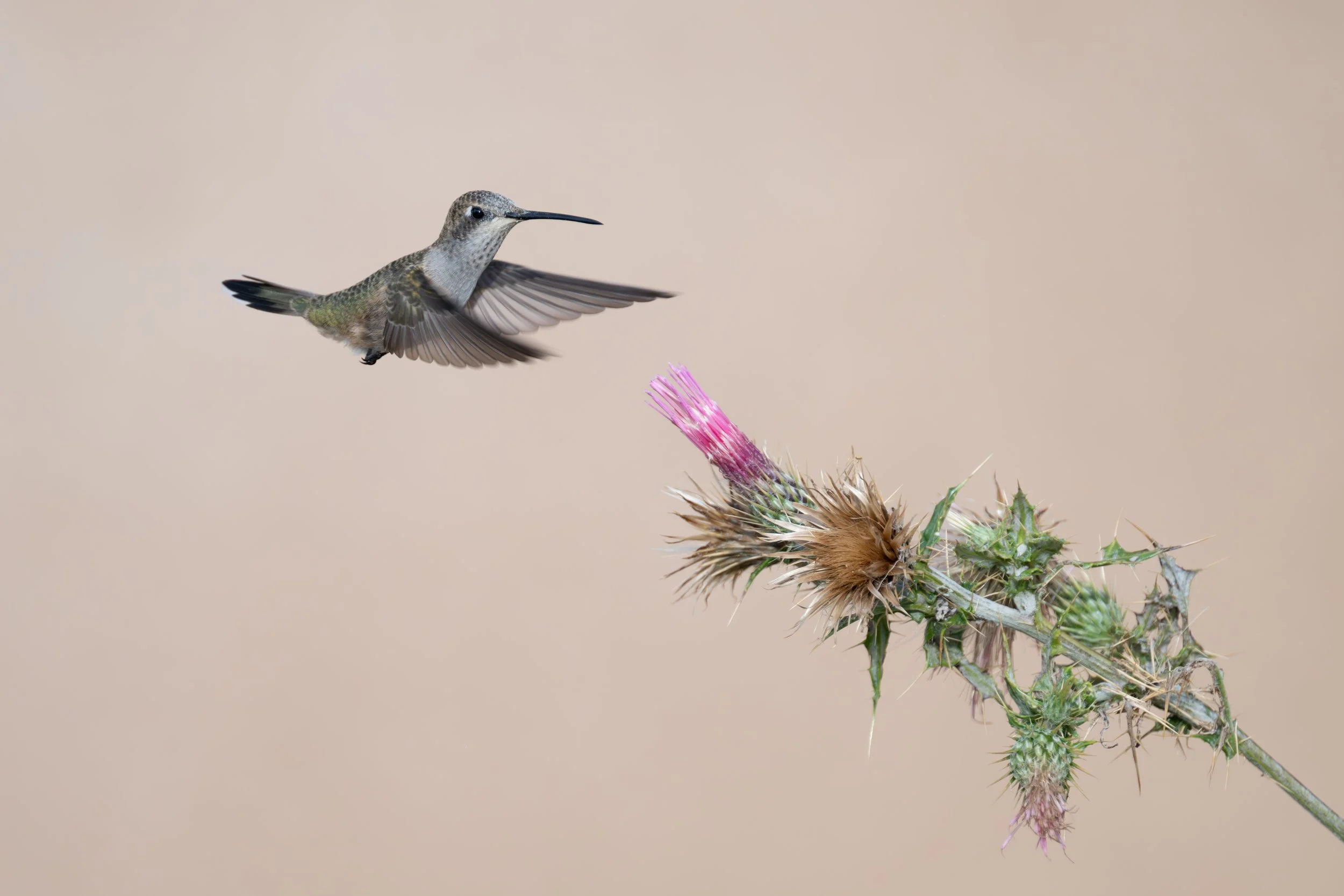 Grand Canyon - Bird-1-4.jpg