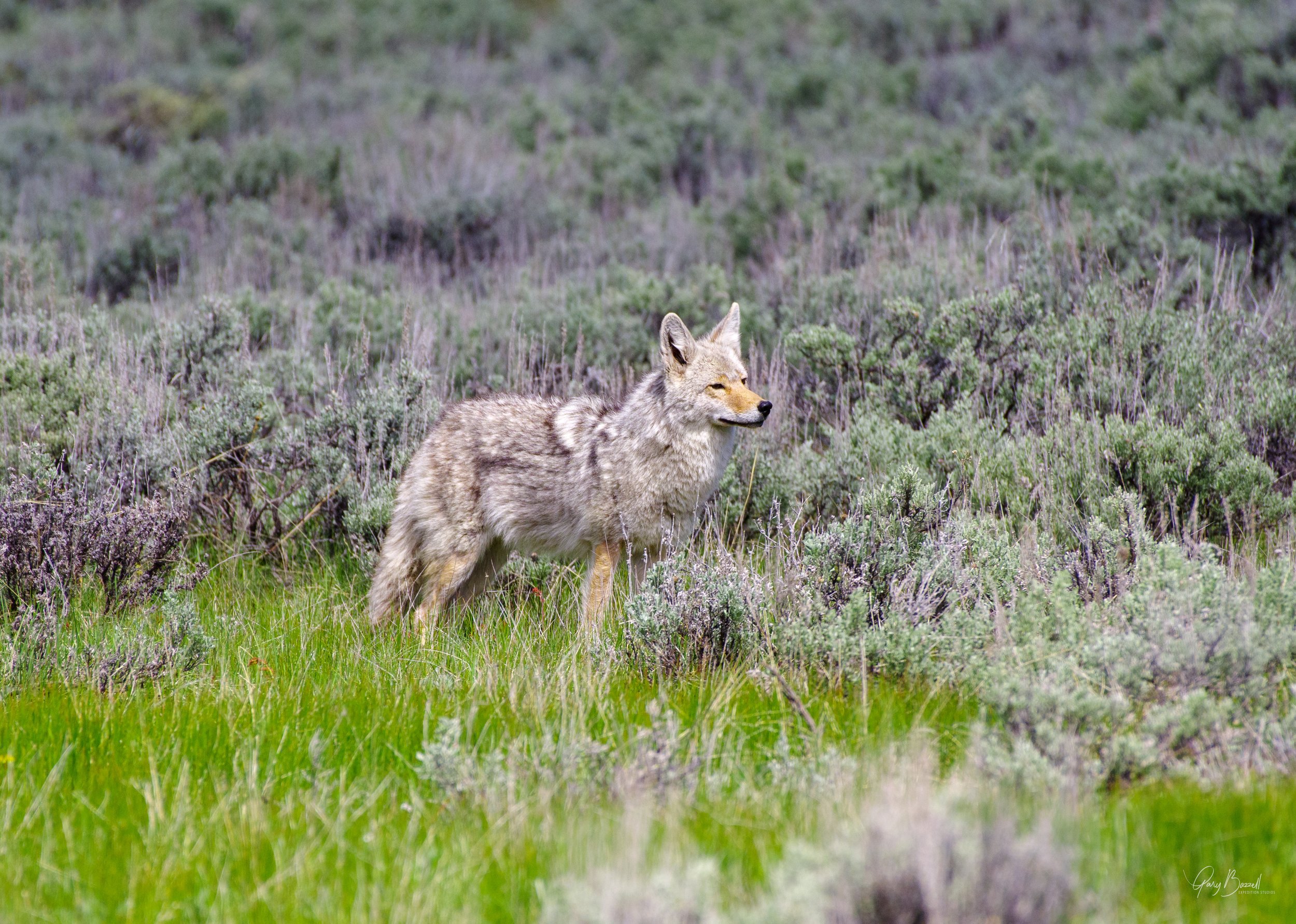 Yellowstone Coyote-1.jpg
