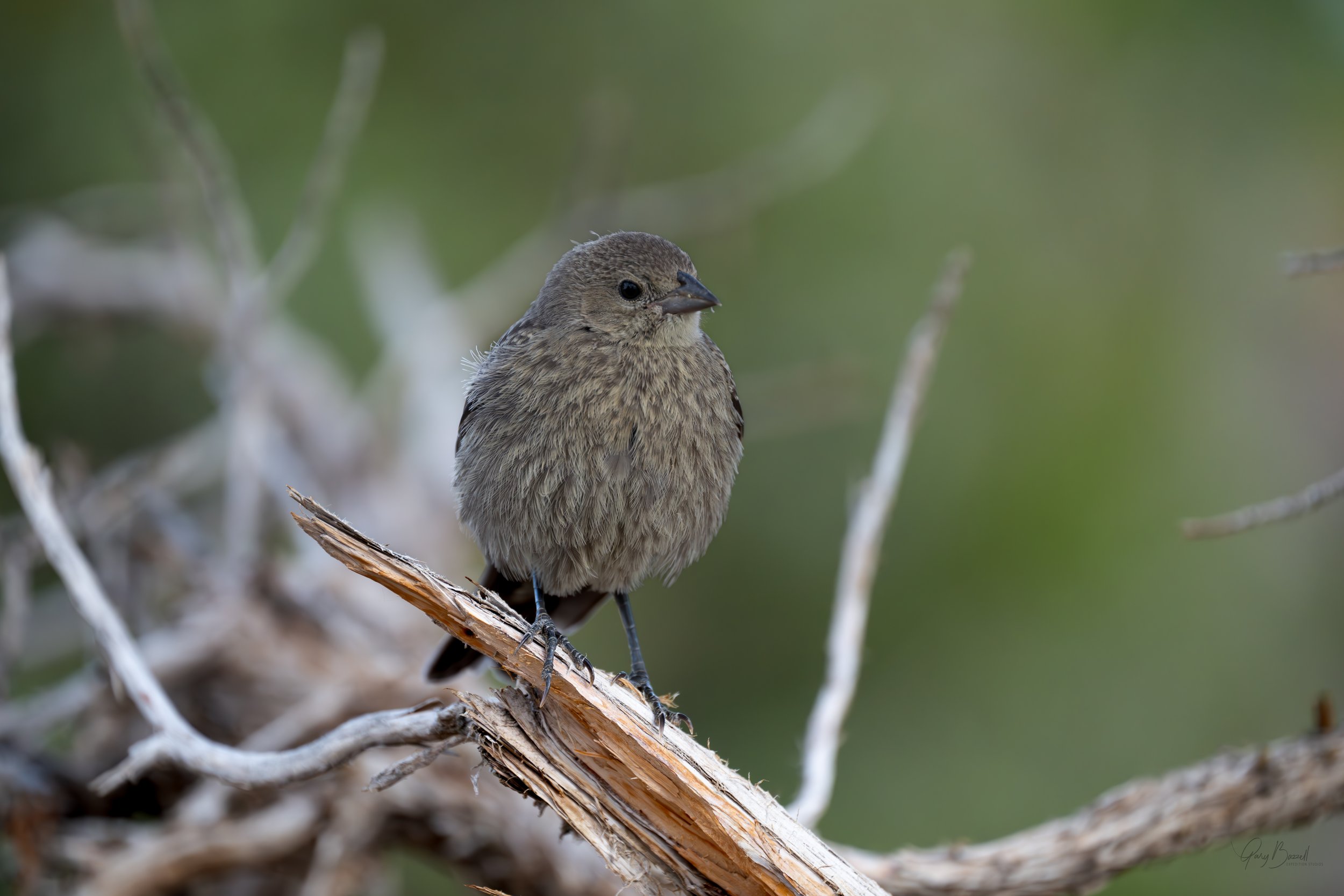 Grand Canyon - Bird-1-3.jpg