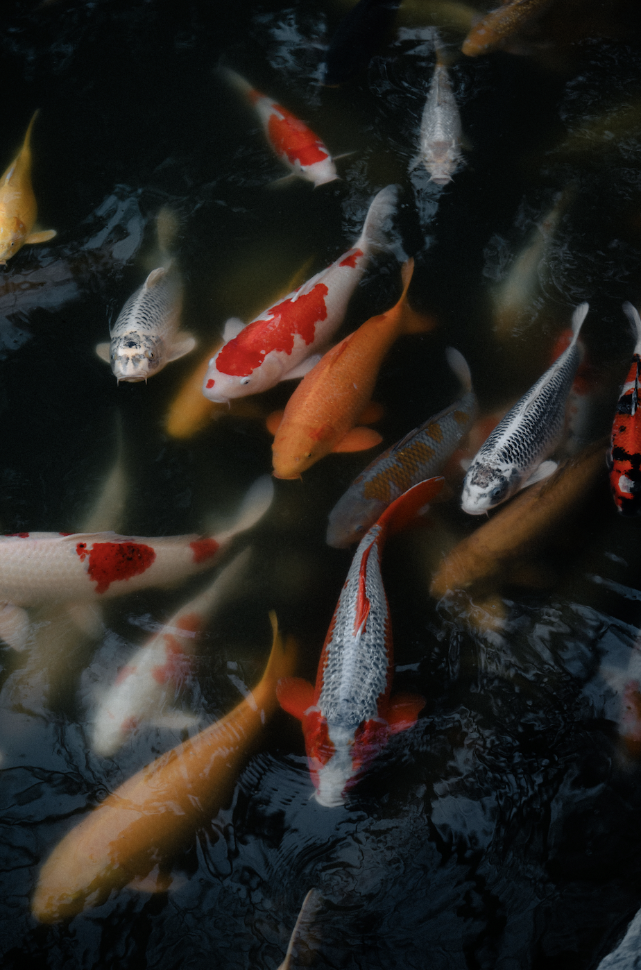 Screen Shot 2026-02-04 at 6.34.04 PM.png