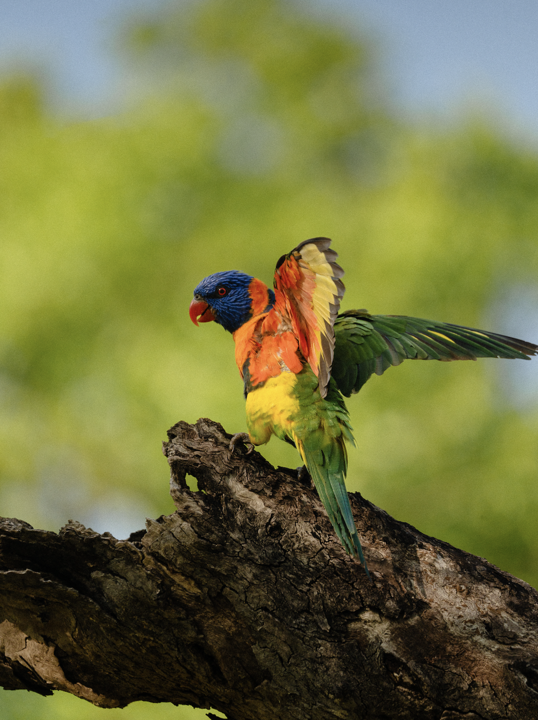 Screen Shot 2025-10-31 at 10.58.06 AM.png