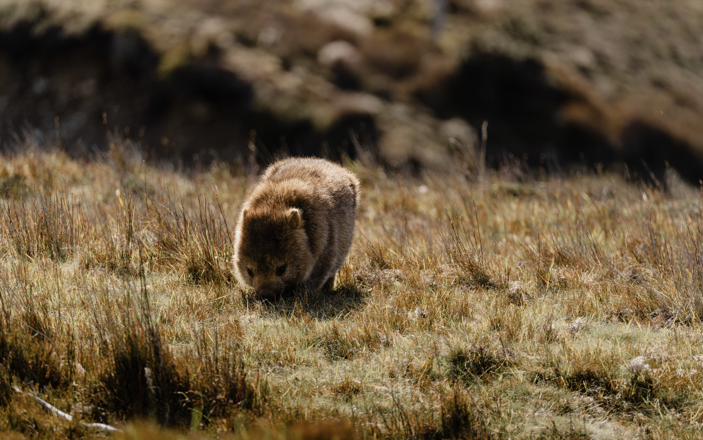 Screen Shot 2026-01-07 at 12.02.57 PM.png