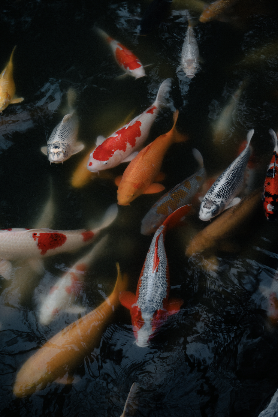 Screen Shot 2026-01-24 at 9.33.02 PM.png