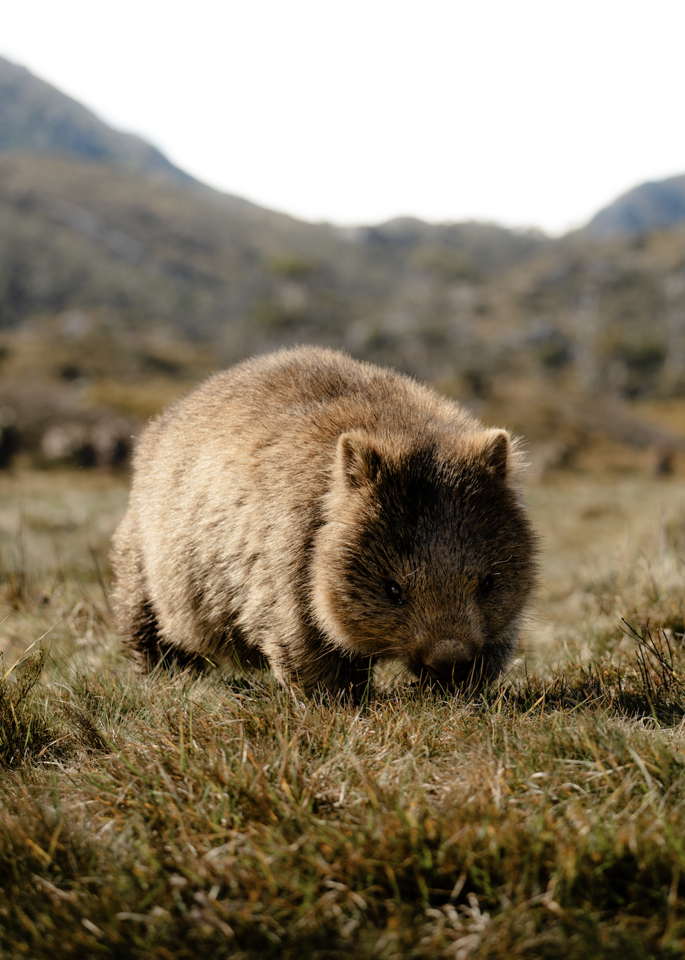 Screen Shot 2026-01-07 at 12.03.14 PM.png