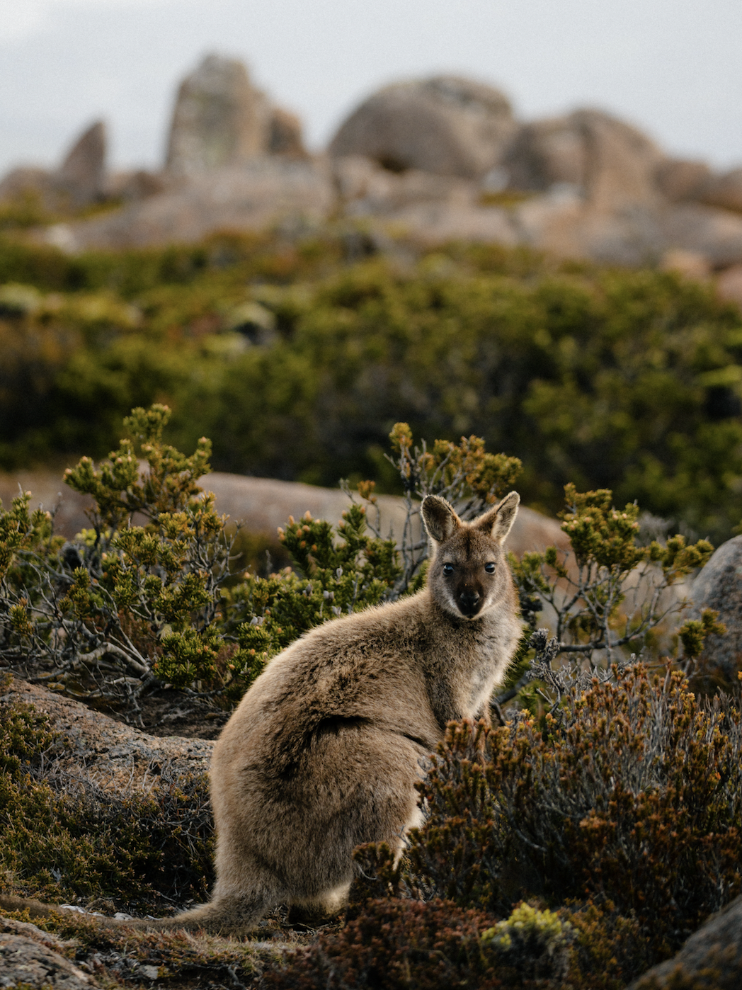 Screen Shot 2026-01-07 at 12.04.27 PM.png