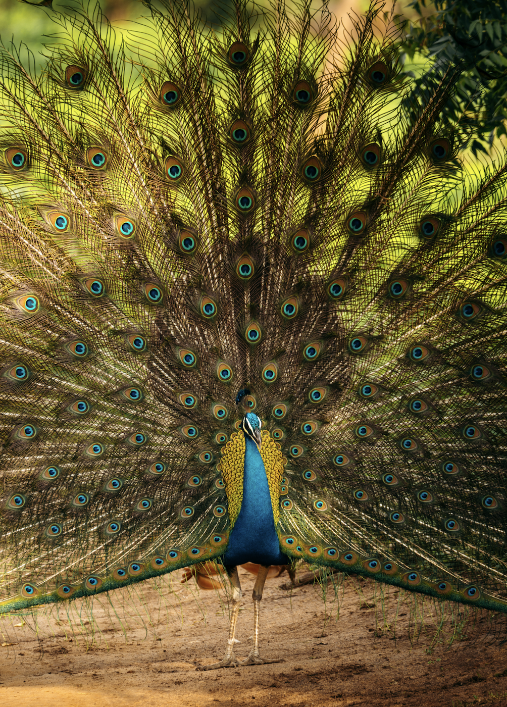 Screen Shot 2025-12-07 at 12.33.21 PM.png