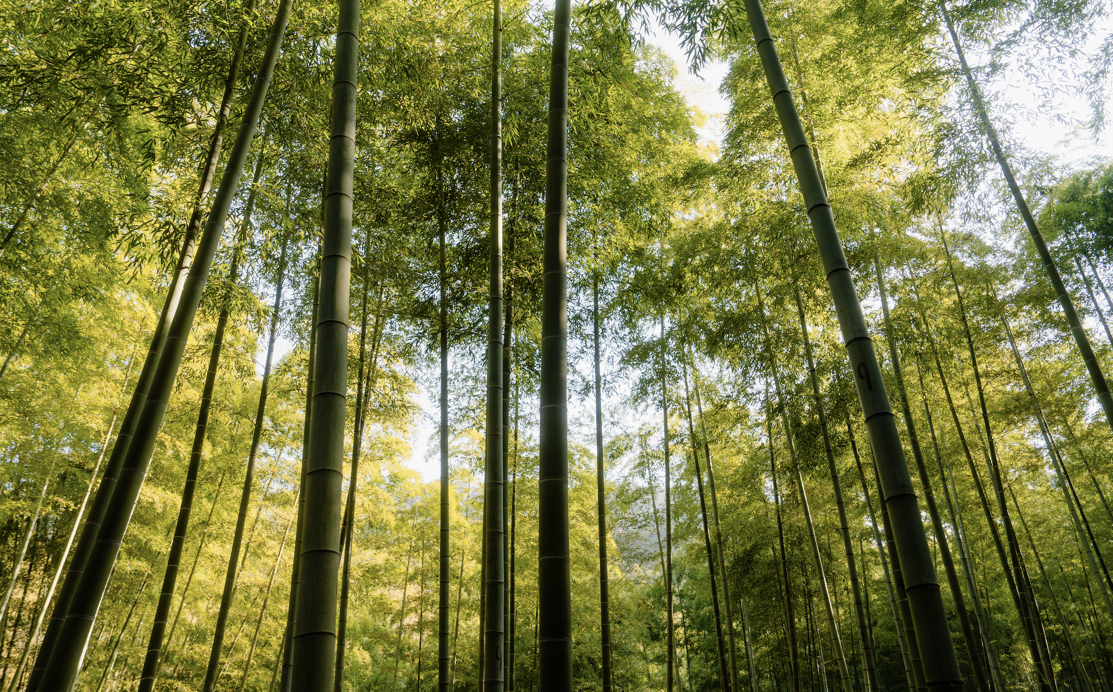 Screen Shot 2026-01-19 at 9.28.33 PM.png