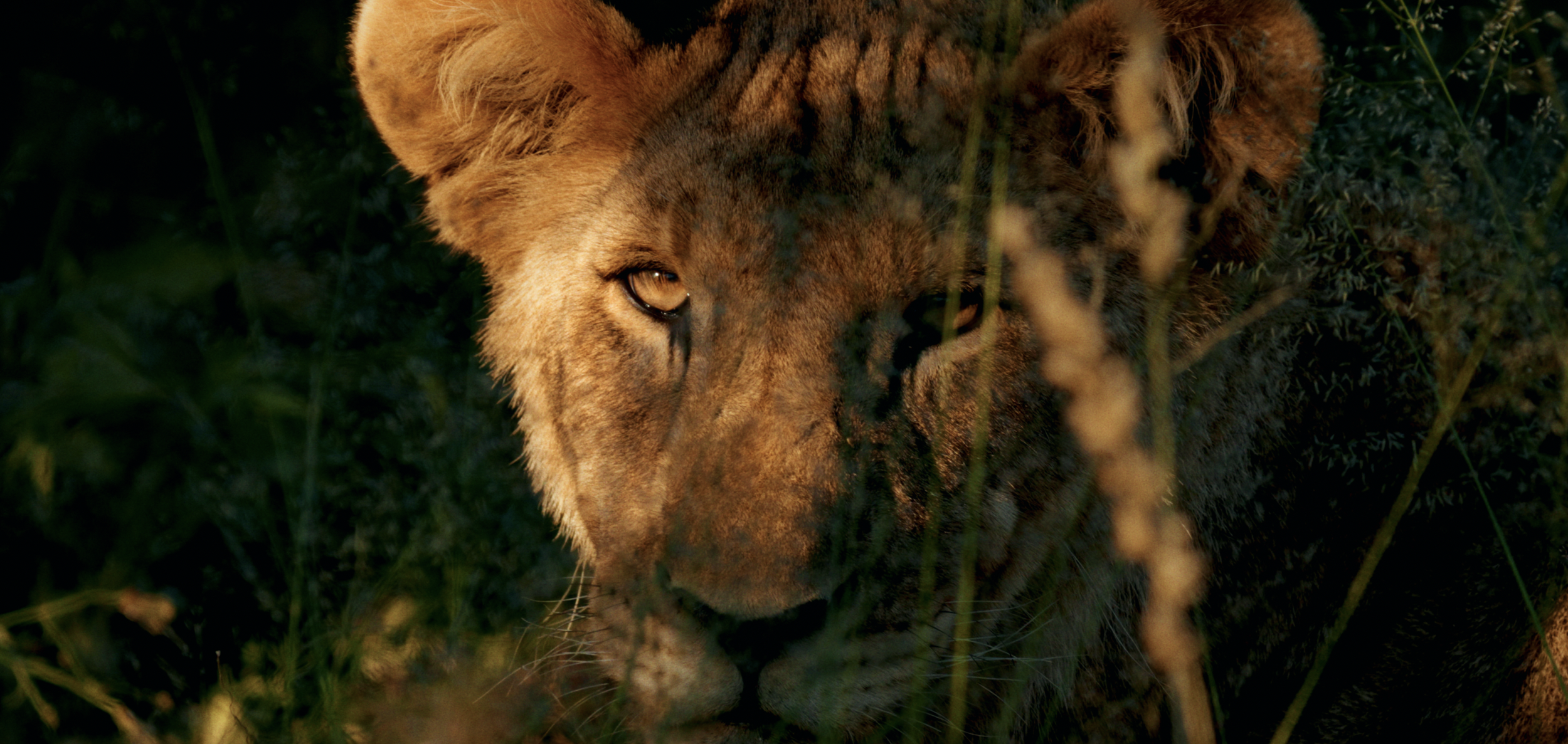 Screen Shot 2025-06-26 at 11.02.53 AM.png