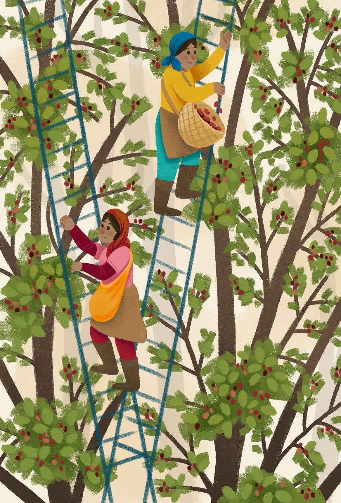 illustrazioni cartoline_mooleh excelsa.jpg