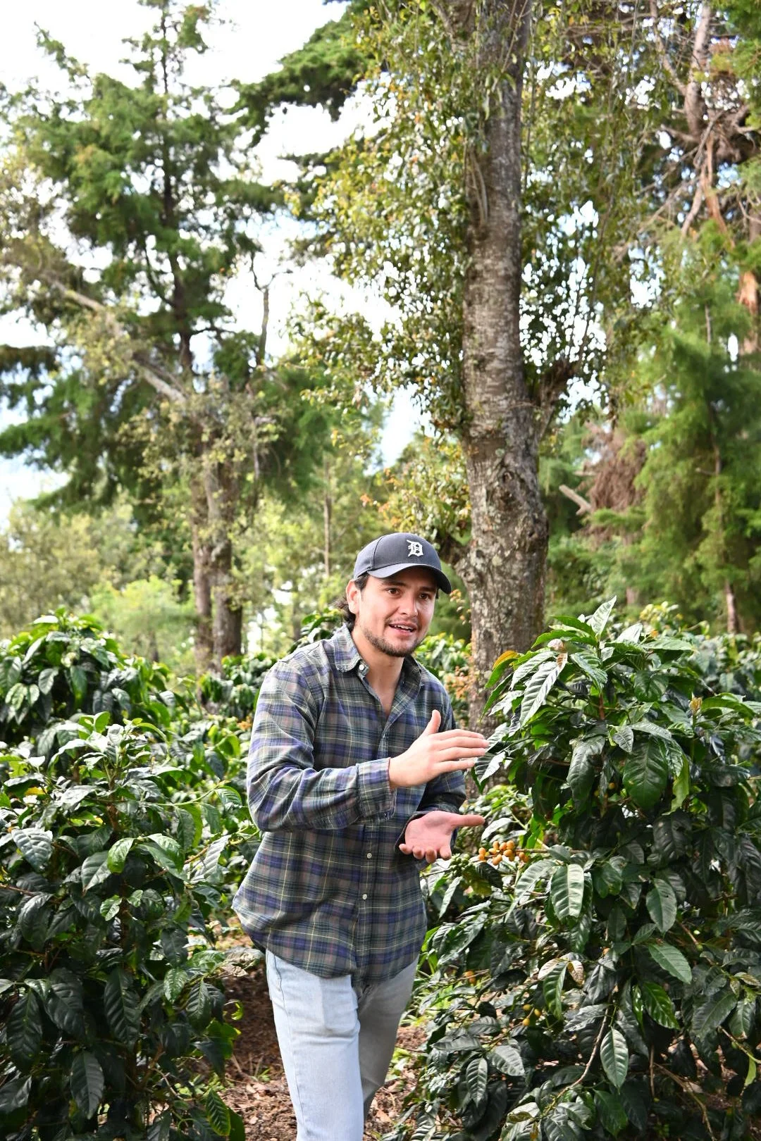 El Morito Gesha - Guatemala