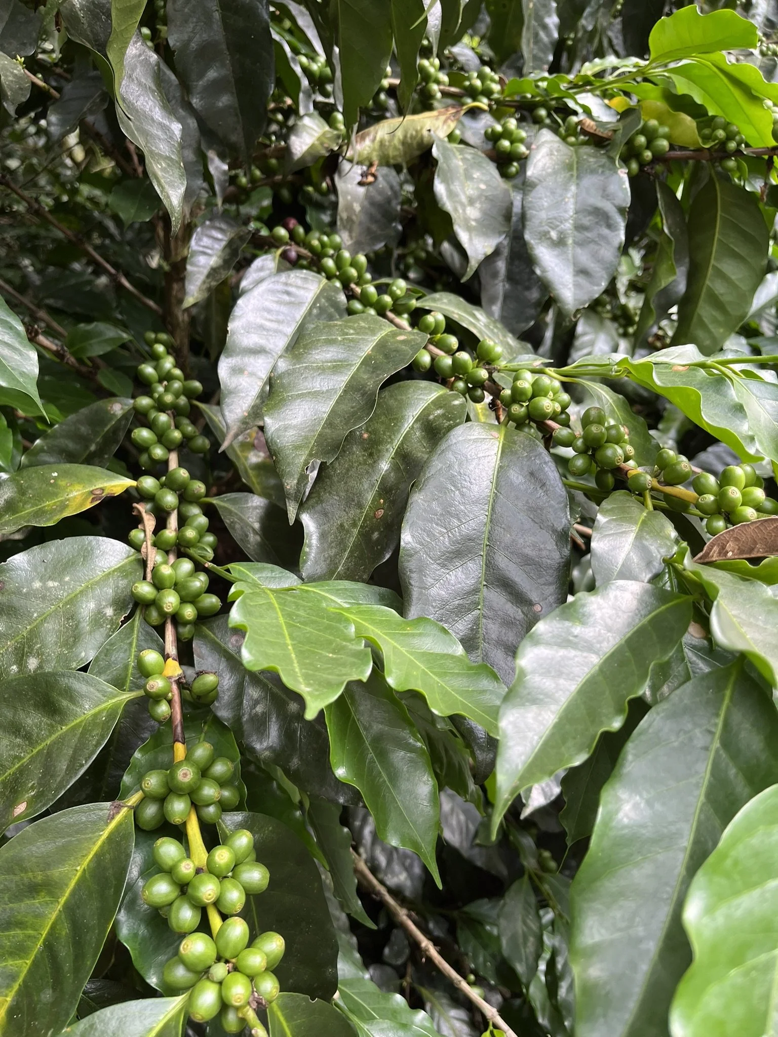 Arce_Kaffeekirschen grün.JPEG