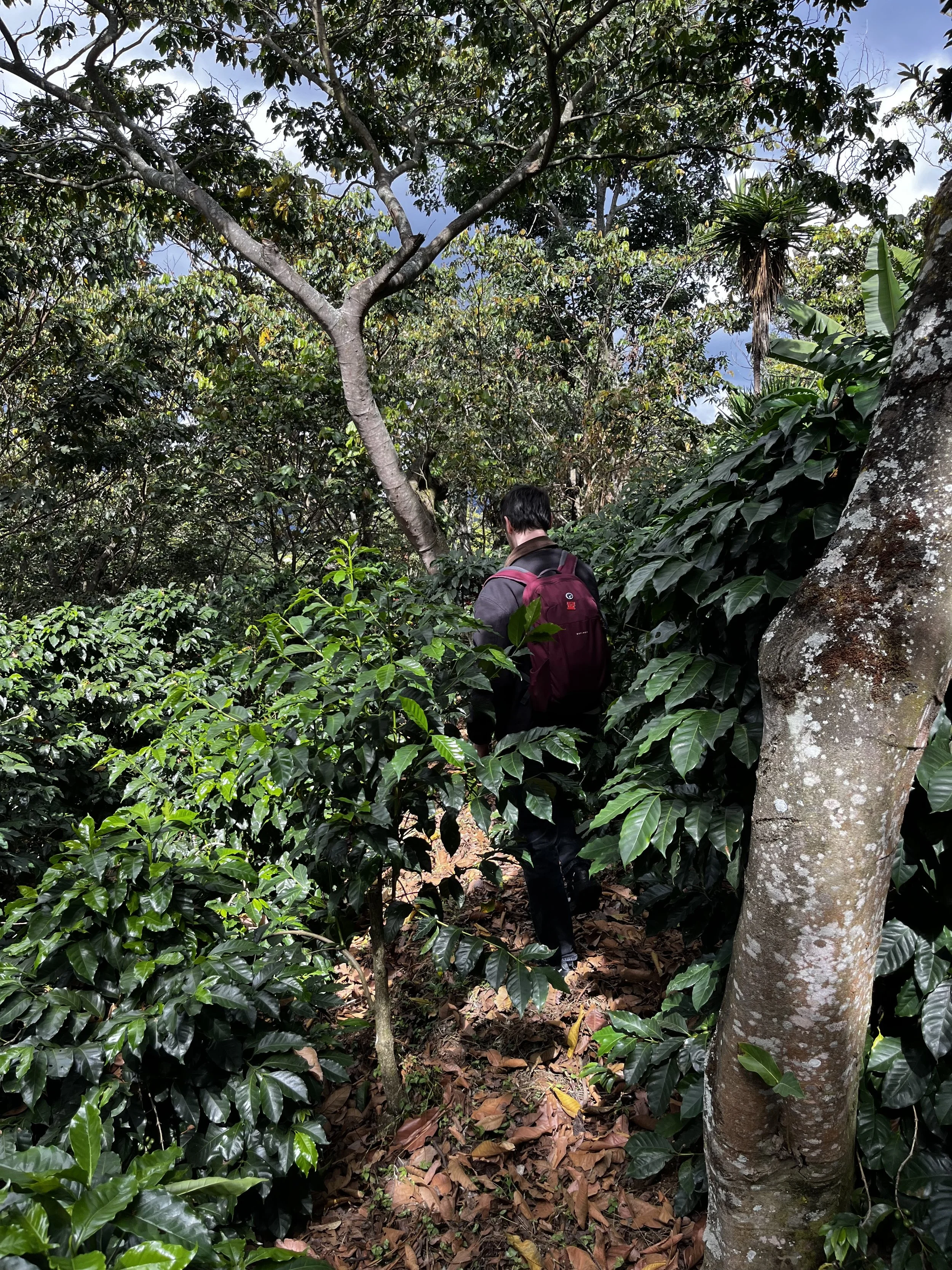 coffee in agroforestry system