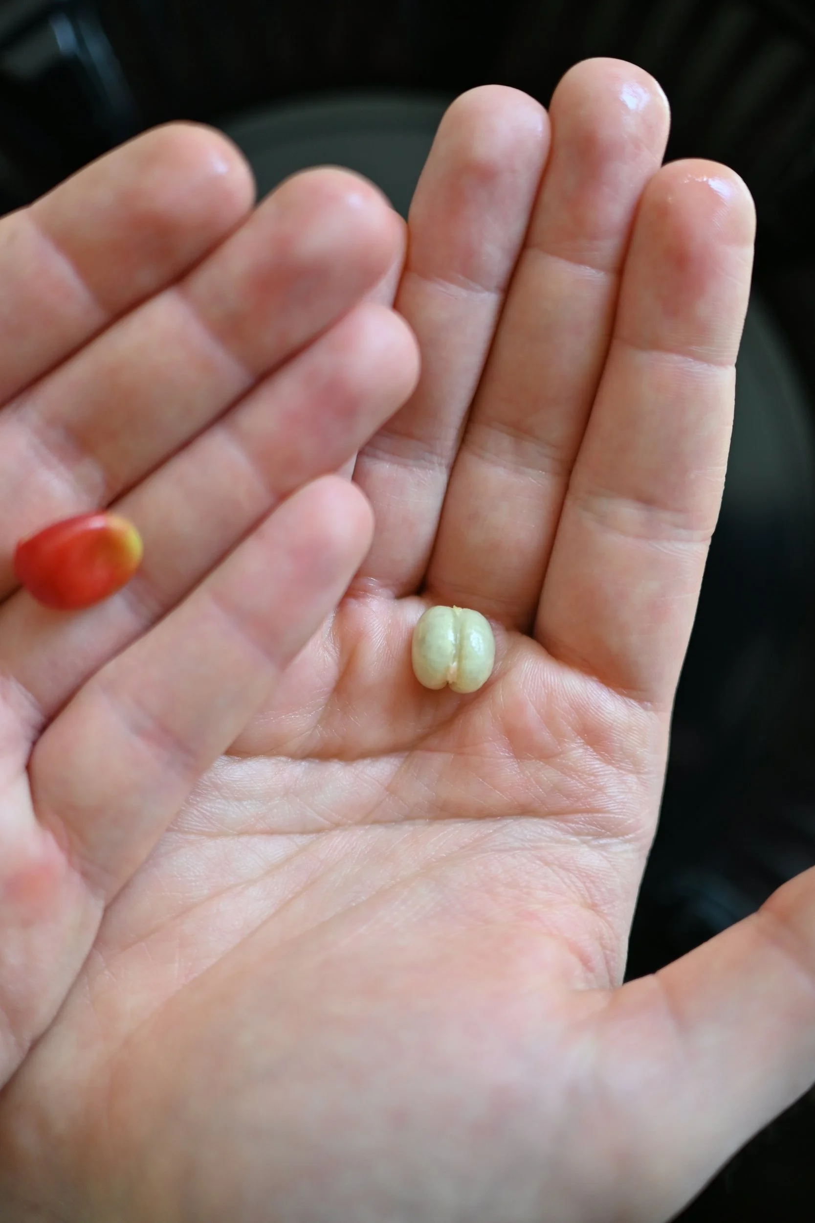 Close-up of two human hands holding small objects: the left hand holds a tiny red seed, and the right hand holds a small greenish-white seed or kernel.